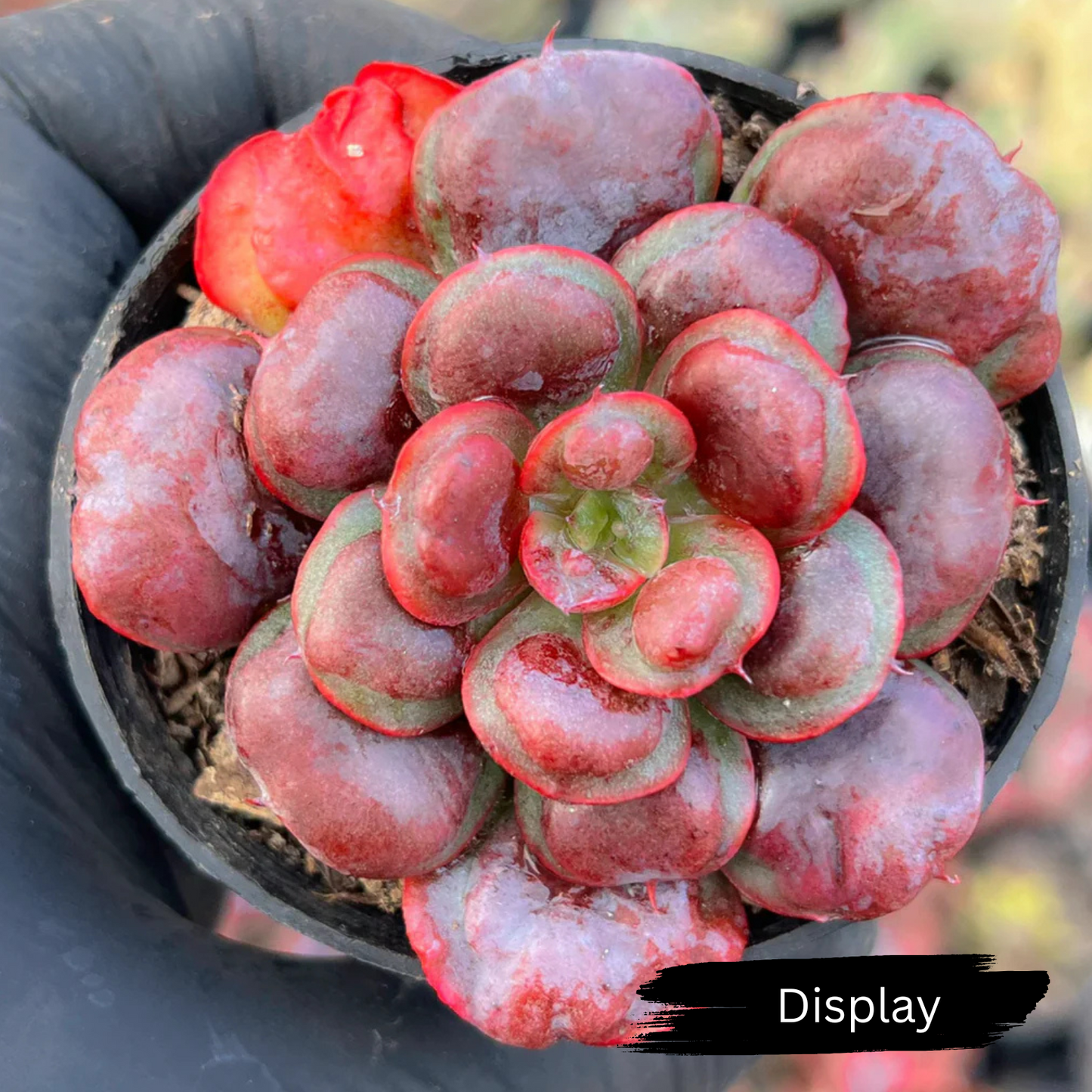 Echeveria 'Heart Delight'