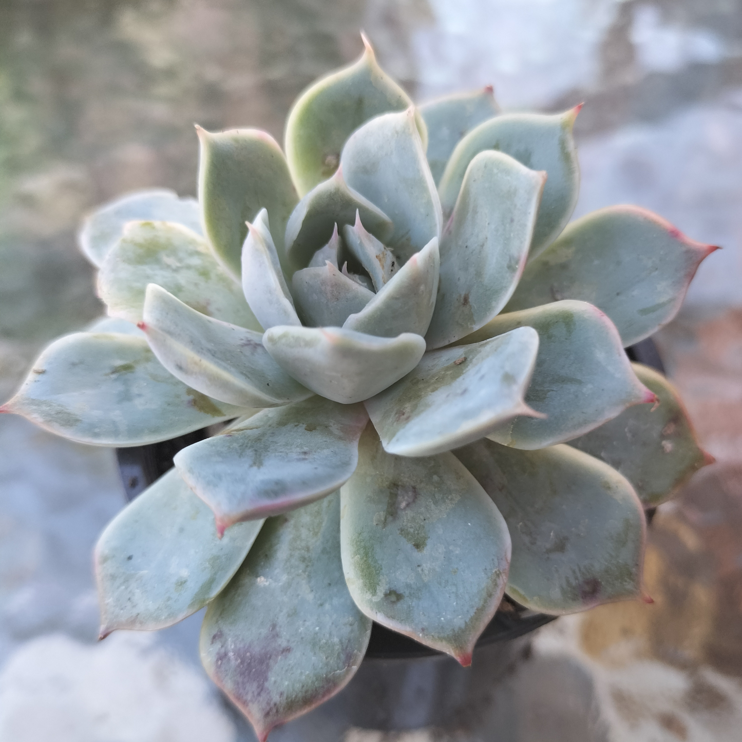 Echeveria 'Hyalina Surprise'