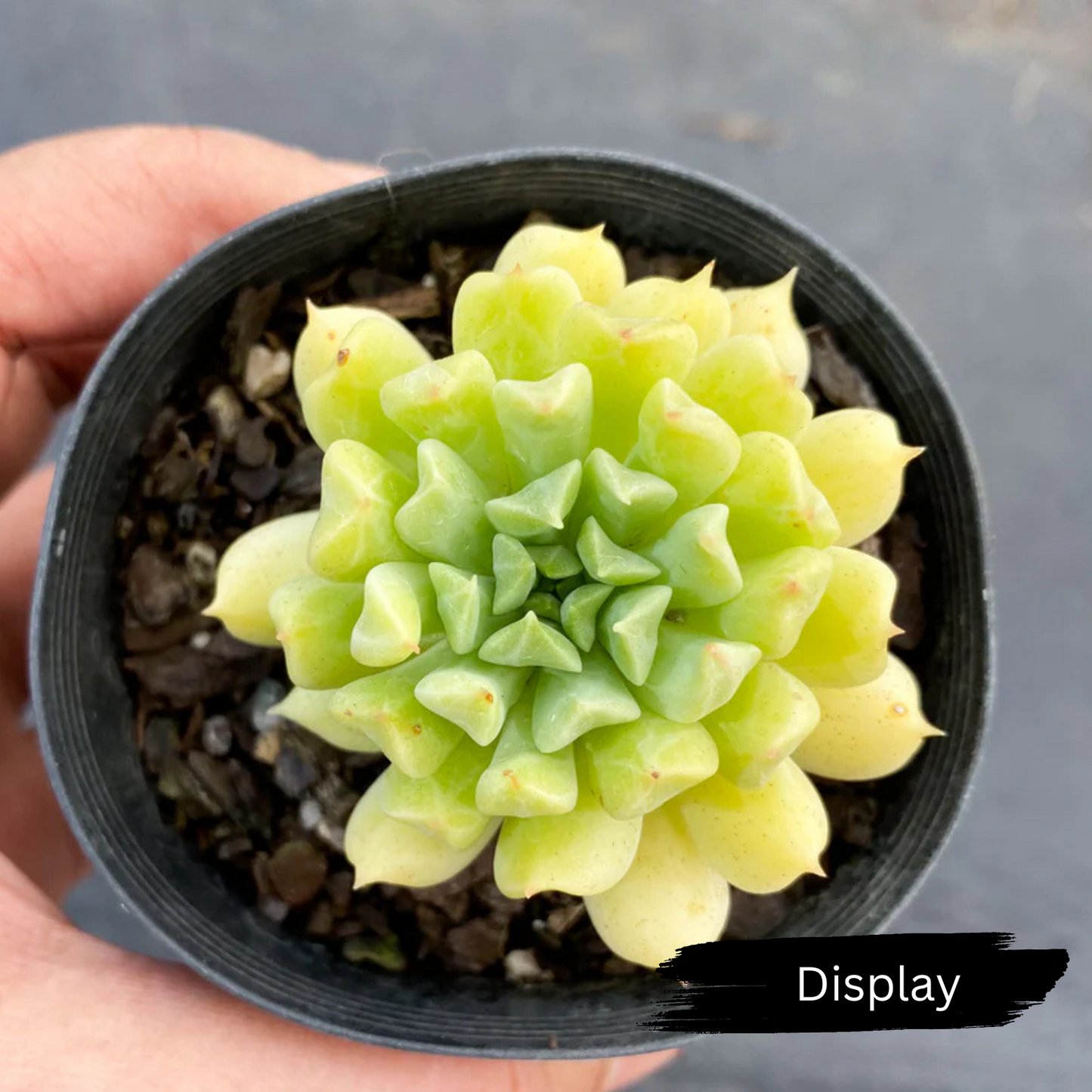 Echeveria 'Irish mint'