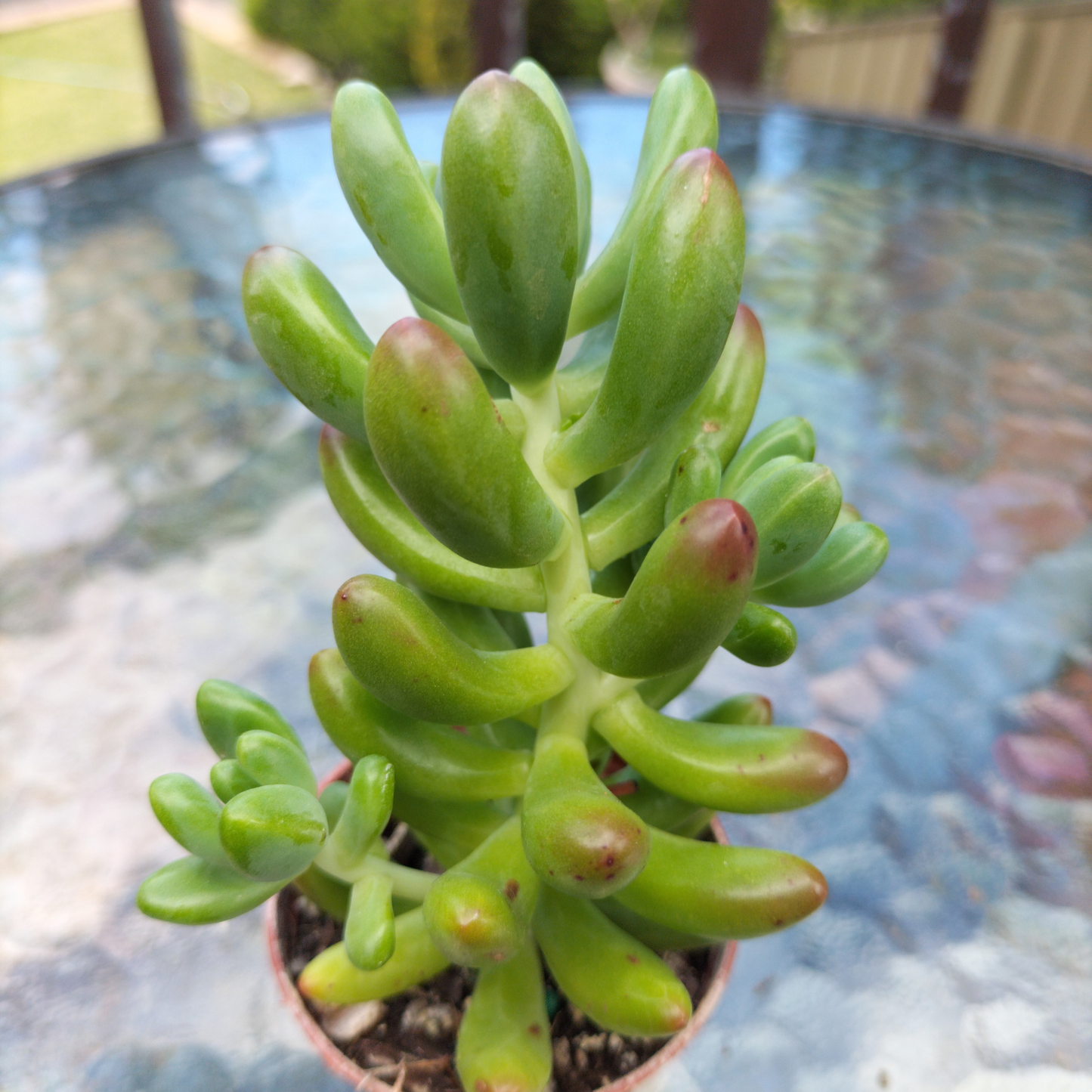 Sedum pachyphyllum 'Jaspa'