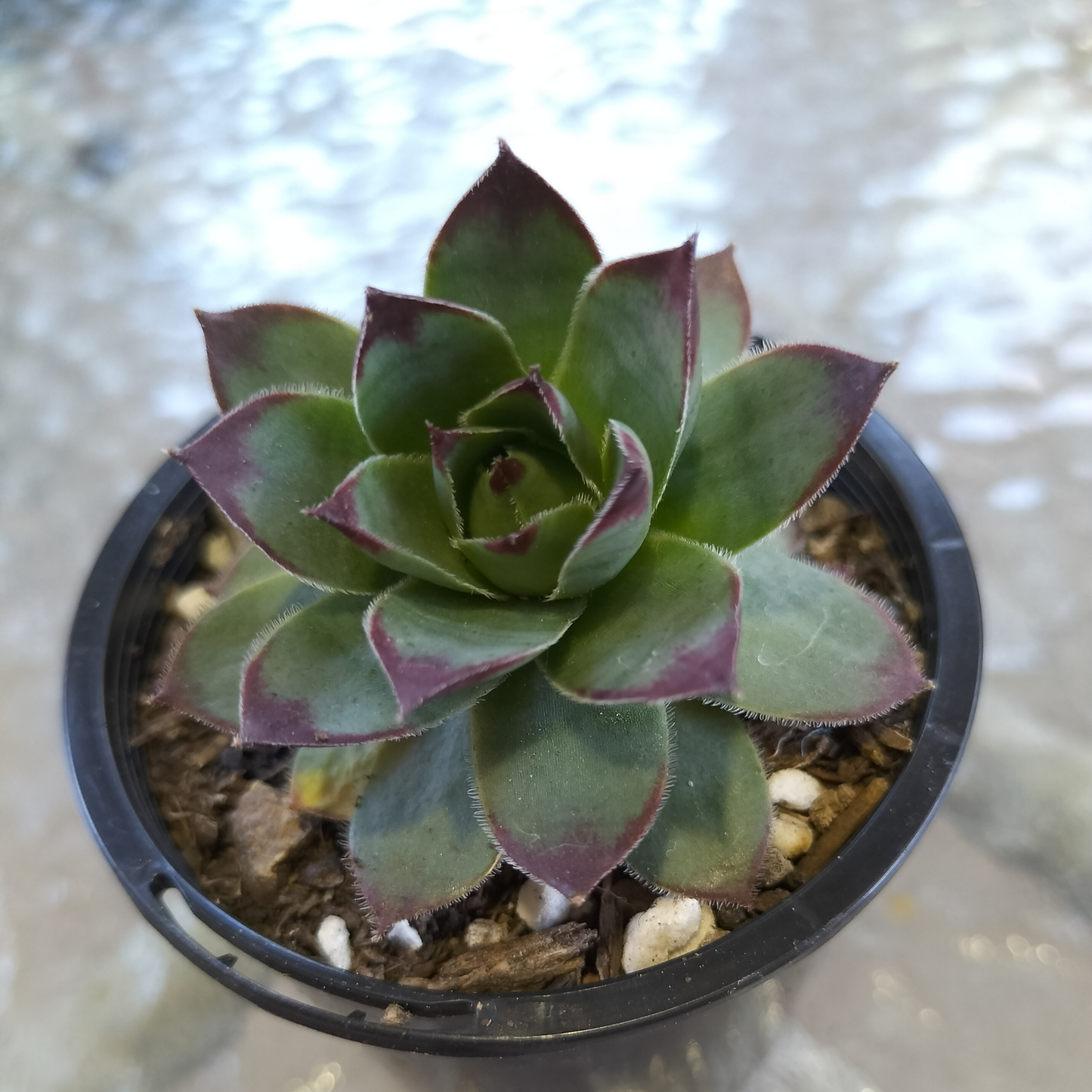 Sempervivum 'Jolly Green Giant'