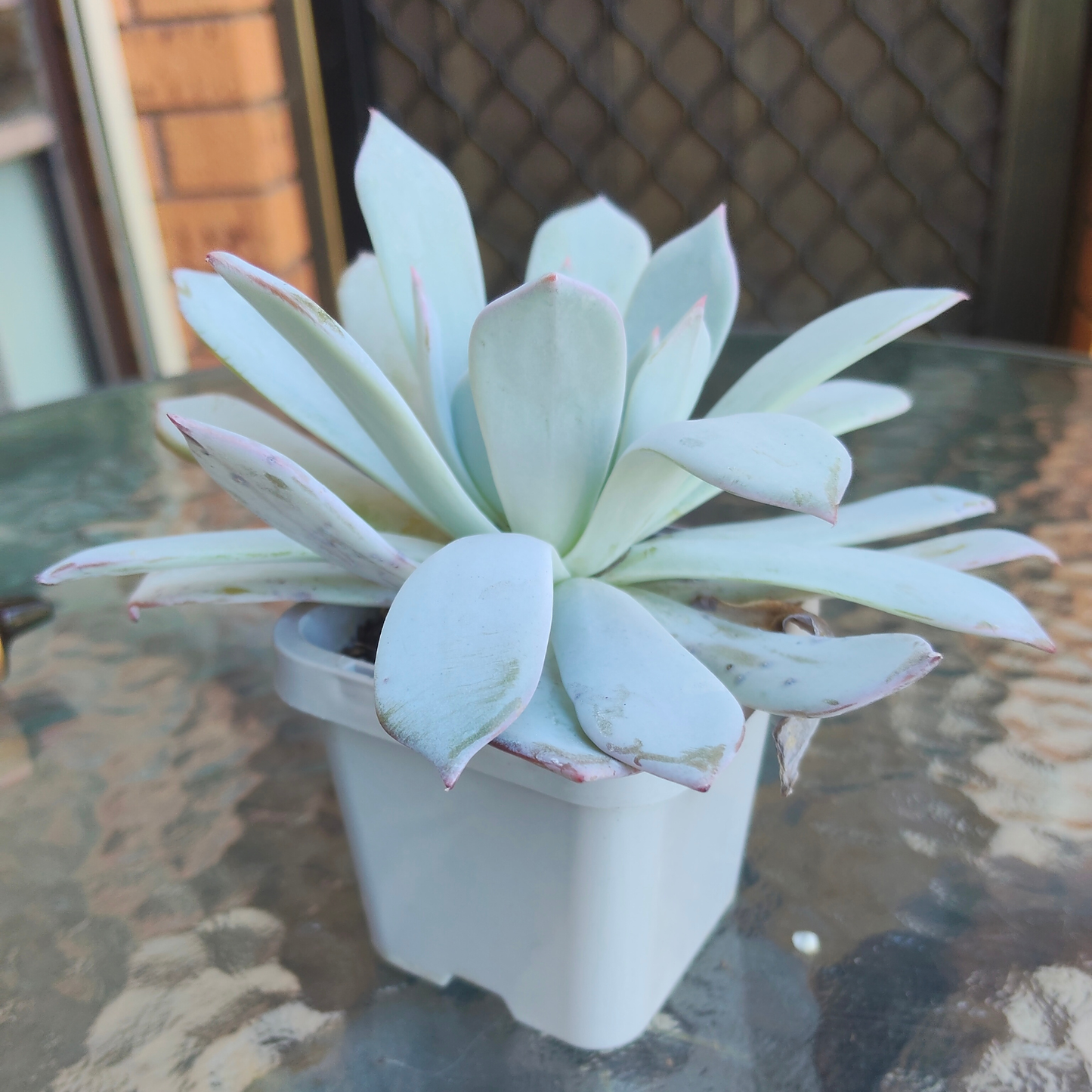 Echeveria 'Lawrence'