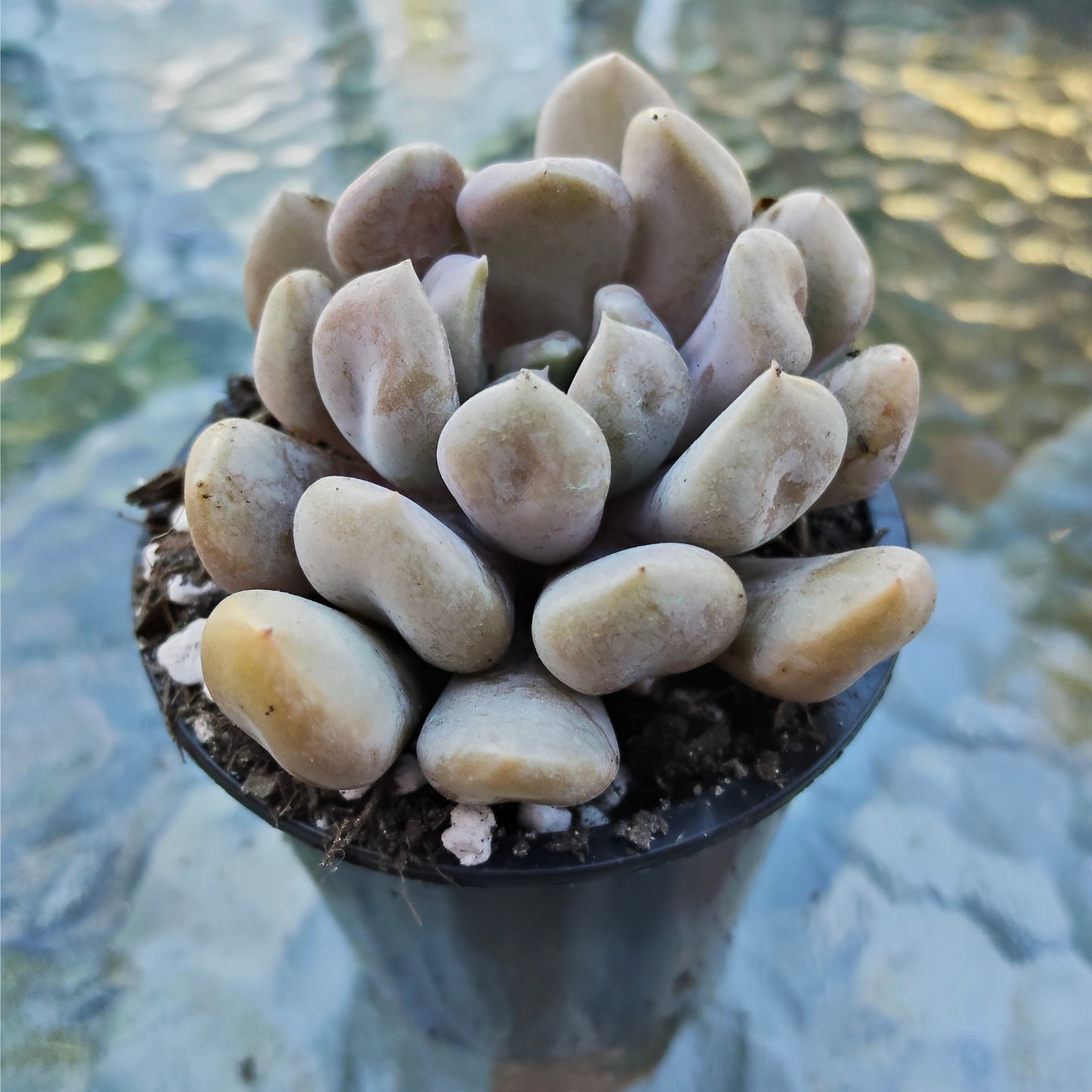 Graptoveria 'Topsy-Debbie' (aka Graptoveria 'Lilac Spoons')