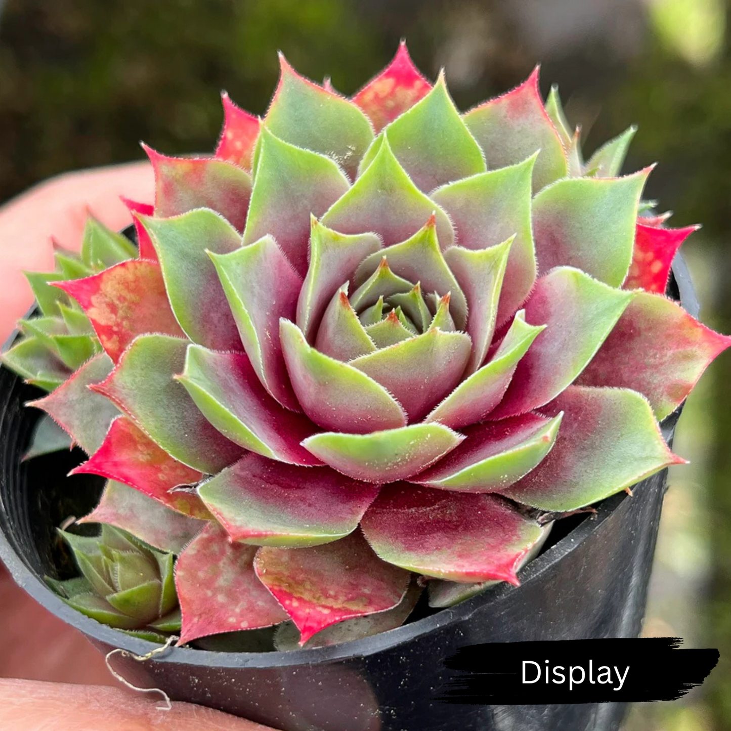 Sempervivum 'Lilac Time'