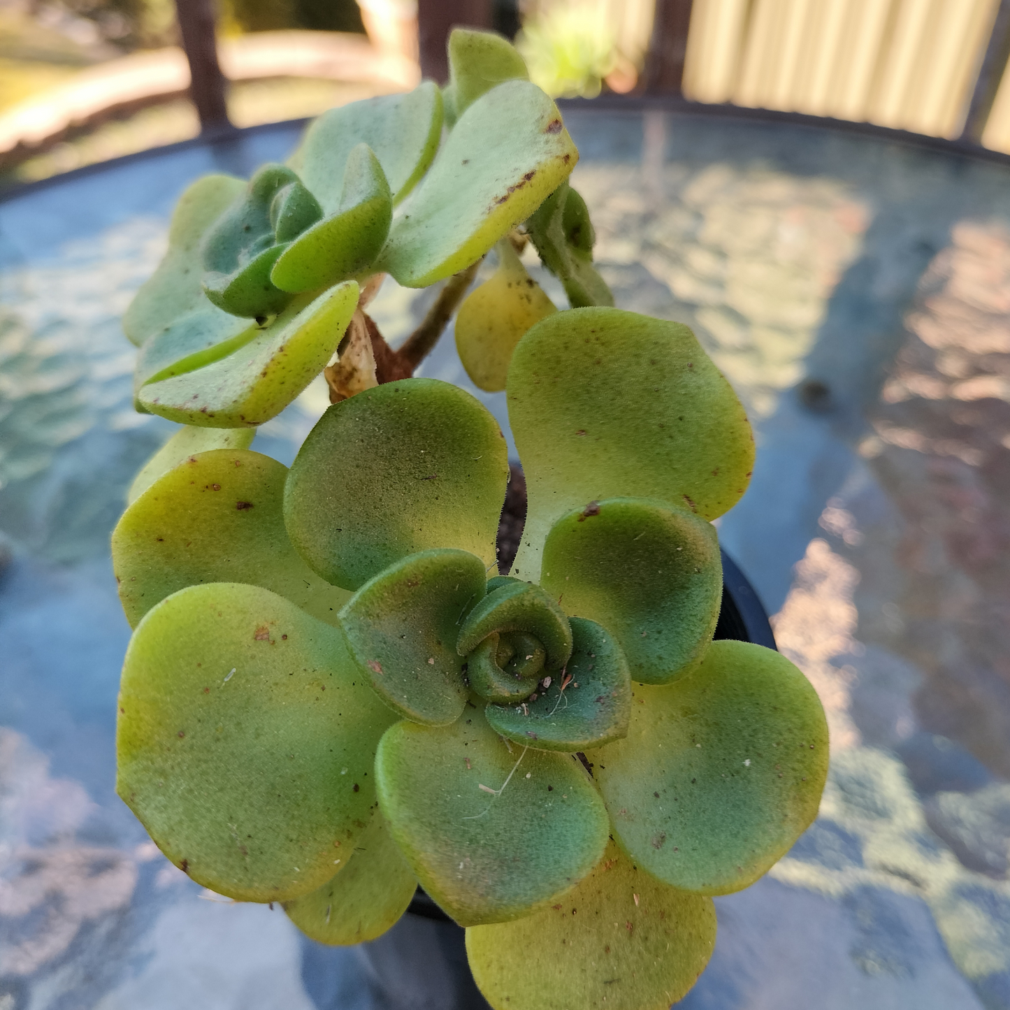 Aeonium 'Lilly Pad'