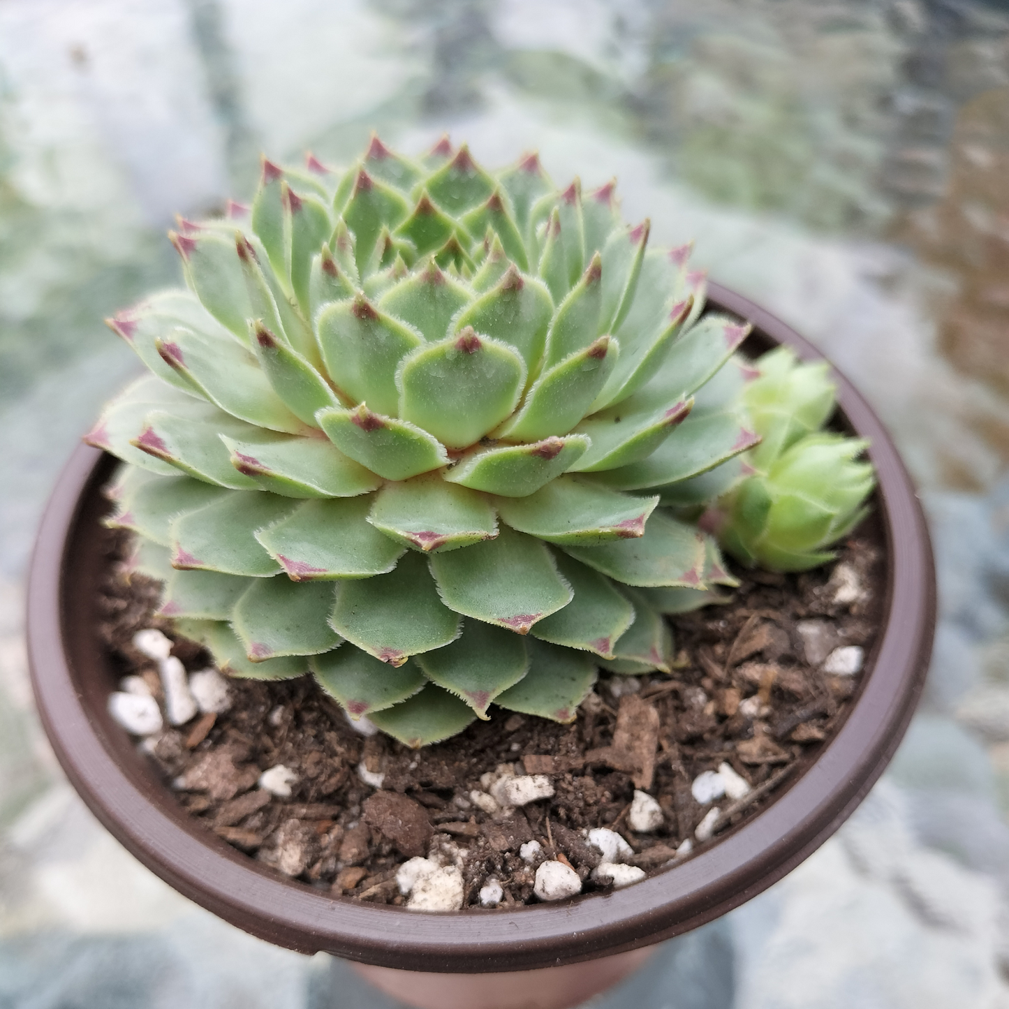 Sempervivum calcareum 'Limelight'