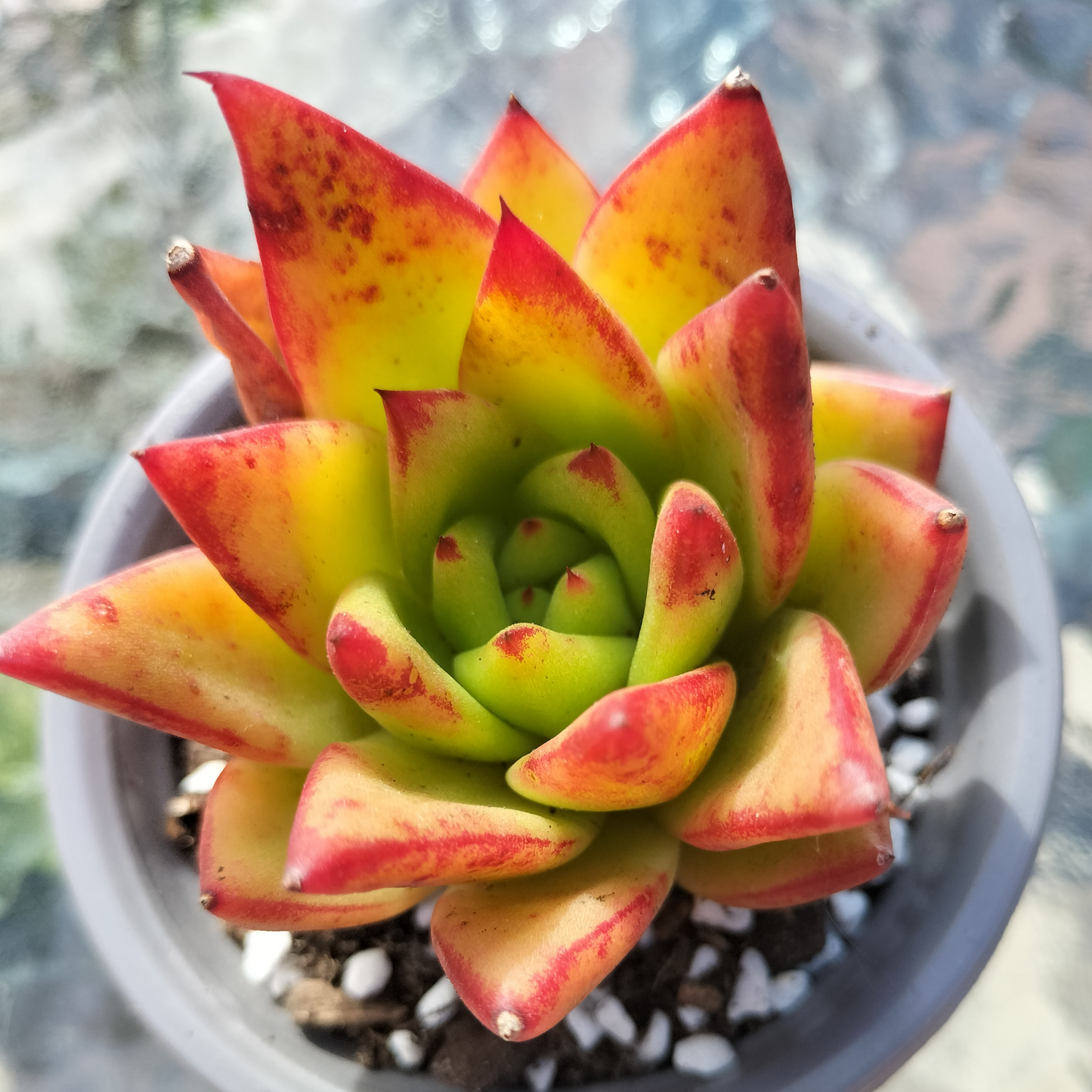 Echeveria agavoides 'Lipstick'