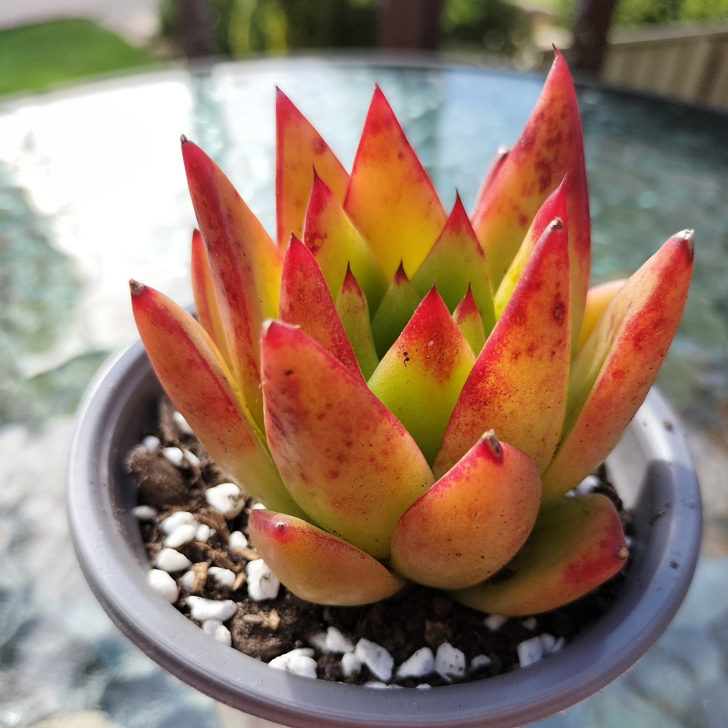 Echeveria agavoides 'Lipstick'