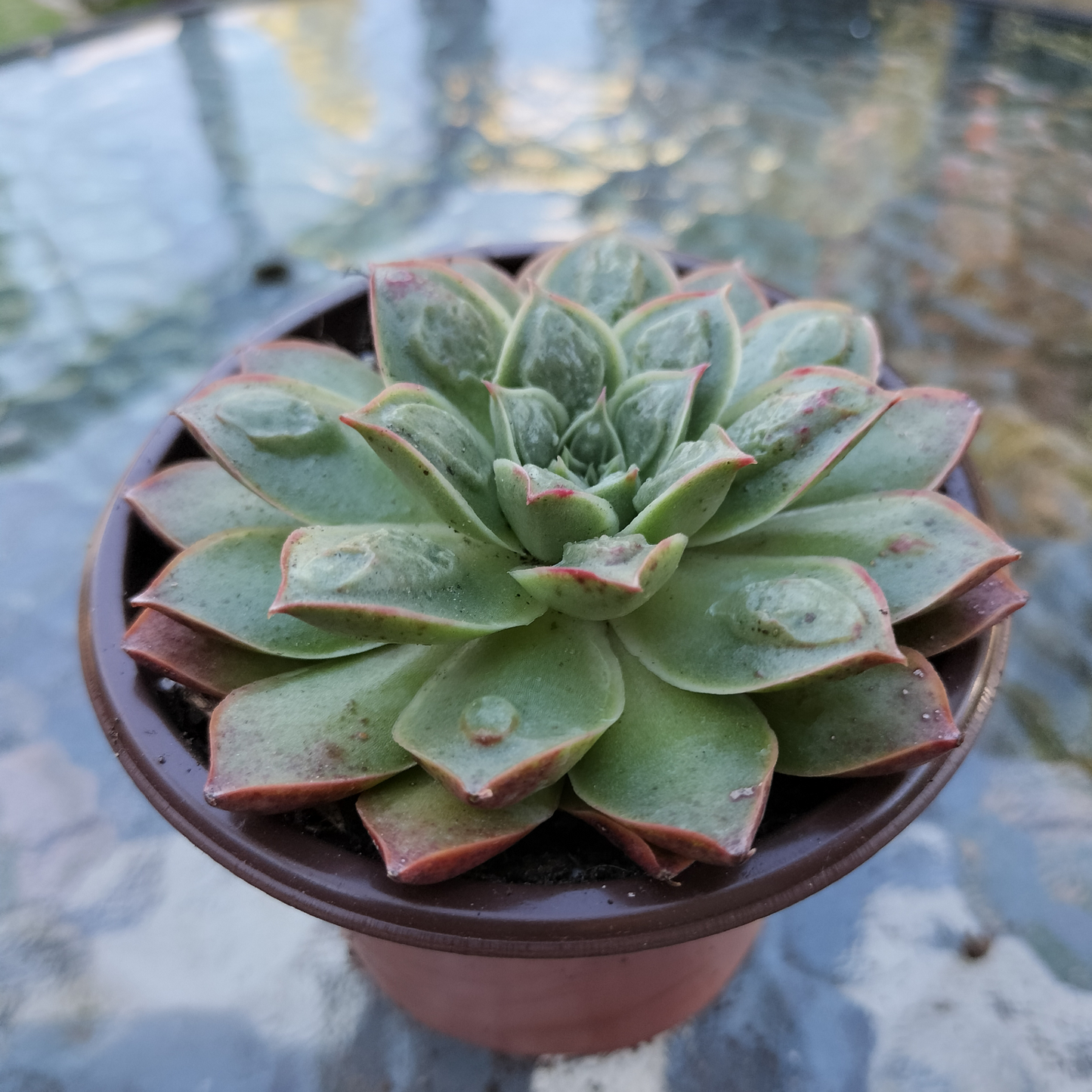 Echeveria 'Longissima x Raindrops'