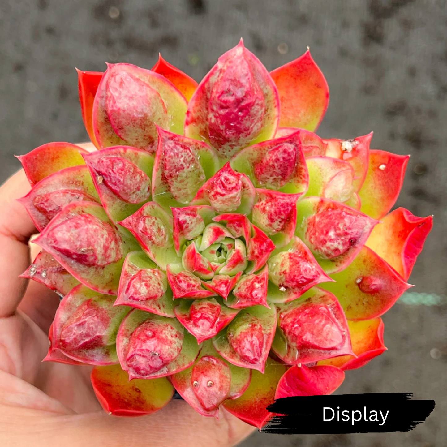 Echeveria 'Longissima x Raindrops'