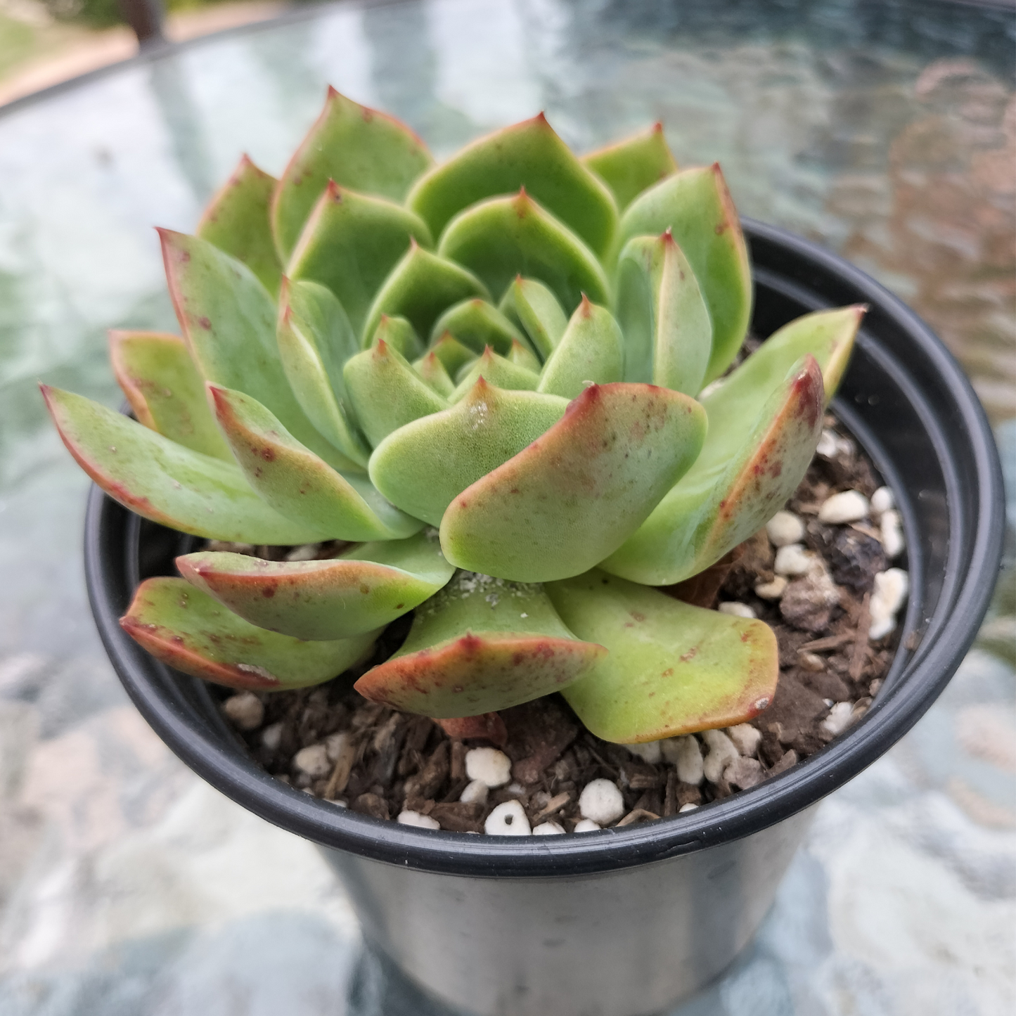 Echeveria 'Love Heart'