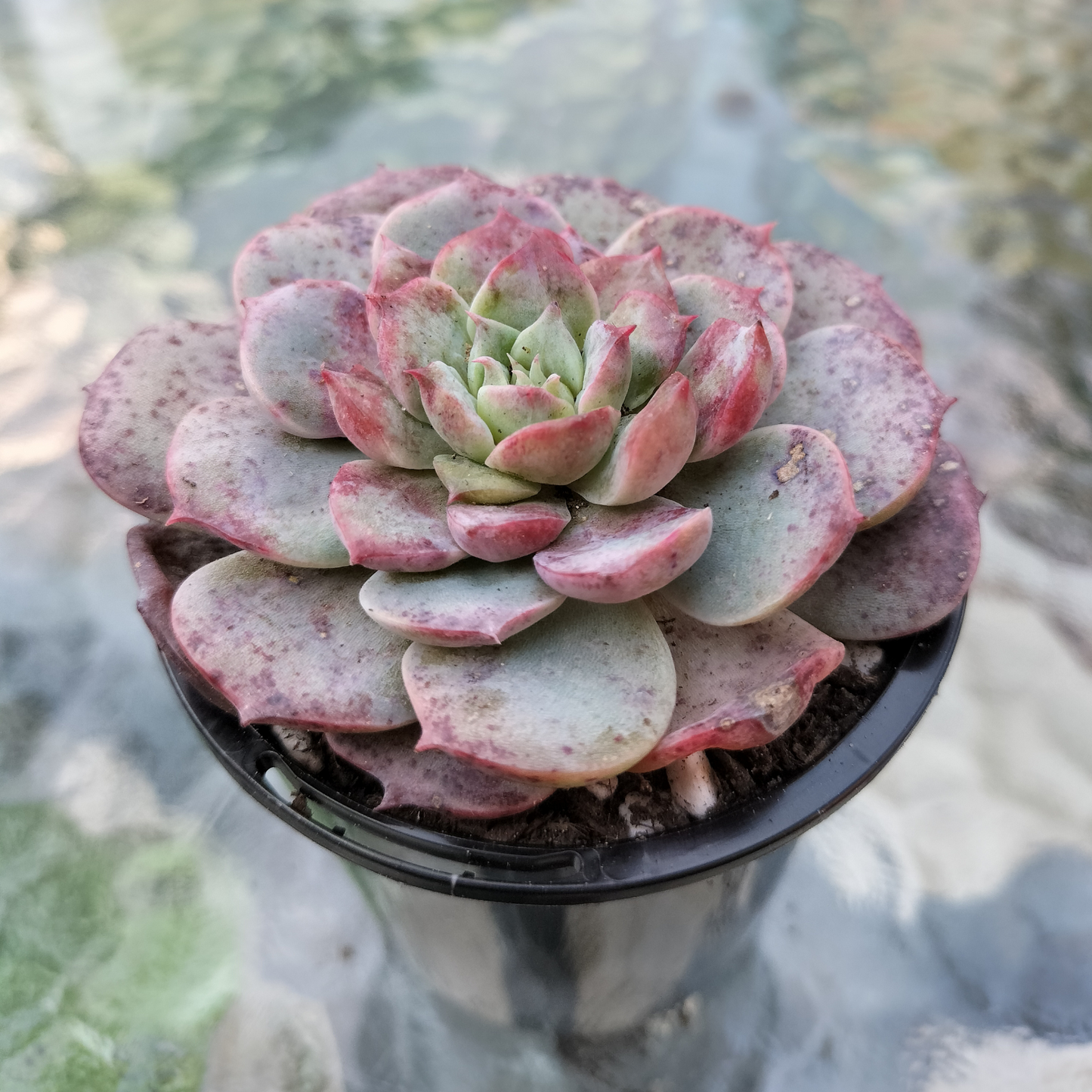Echeveria 'Lovely Bear' (Korean)