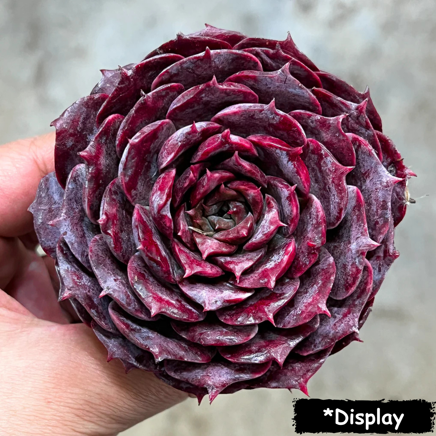 Echeveria 'Lovely Bear' (Korean)
