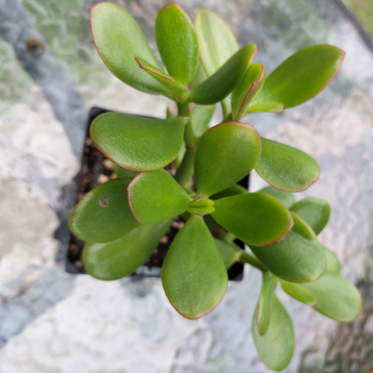 Crassula 'Ovata' (Lucky Jade)
