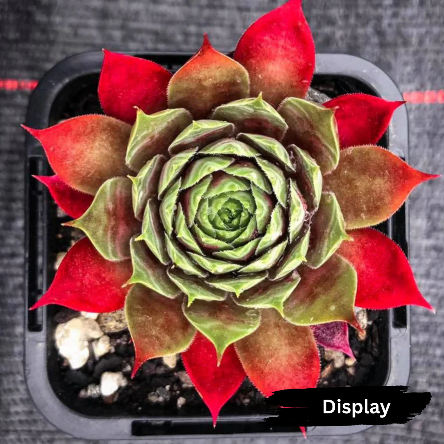 Sempervivum 'Marland's Beauty'