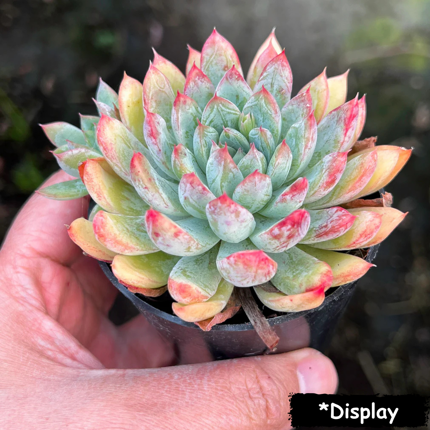 Echeveria 'Mar's Dark Line'