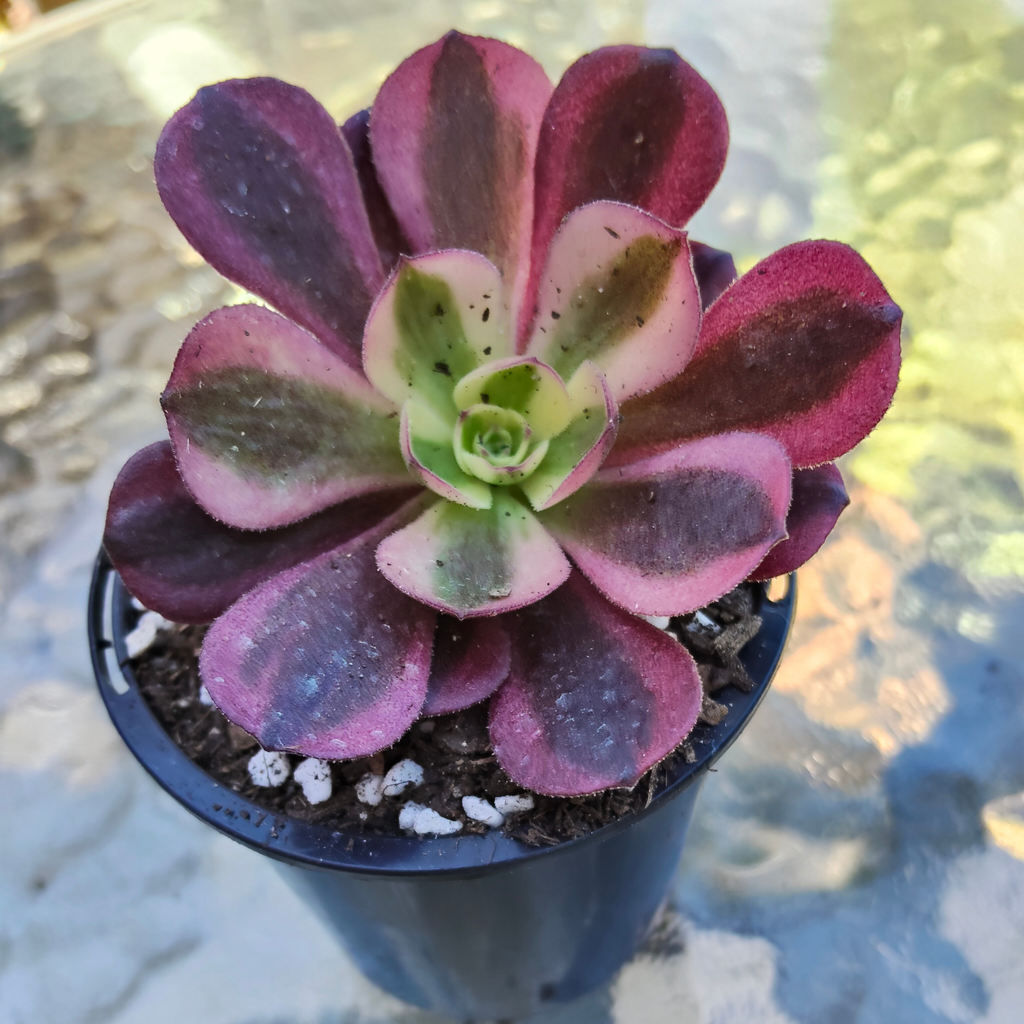 Aeonium 'Medusa' XS