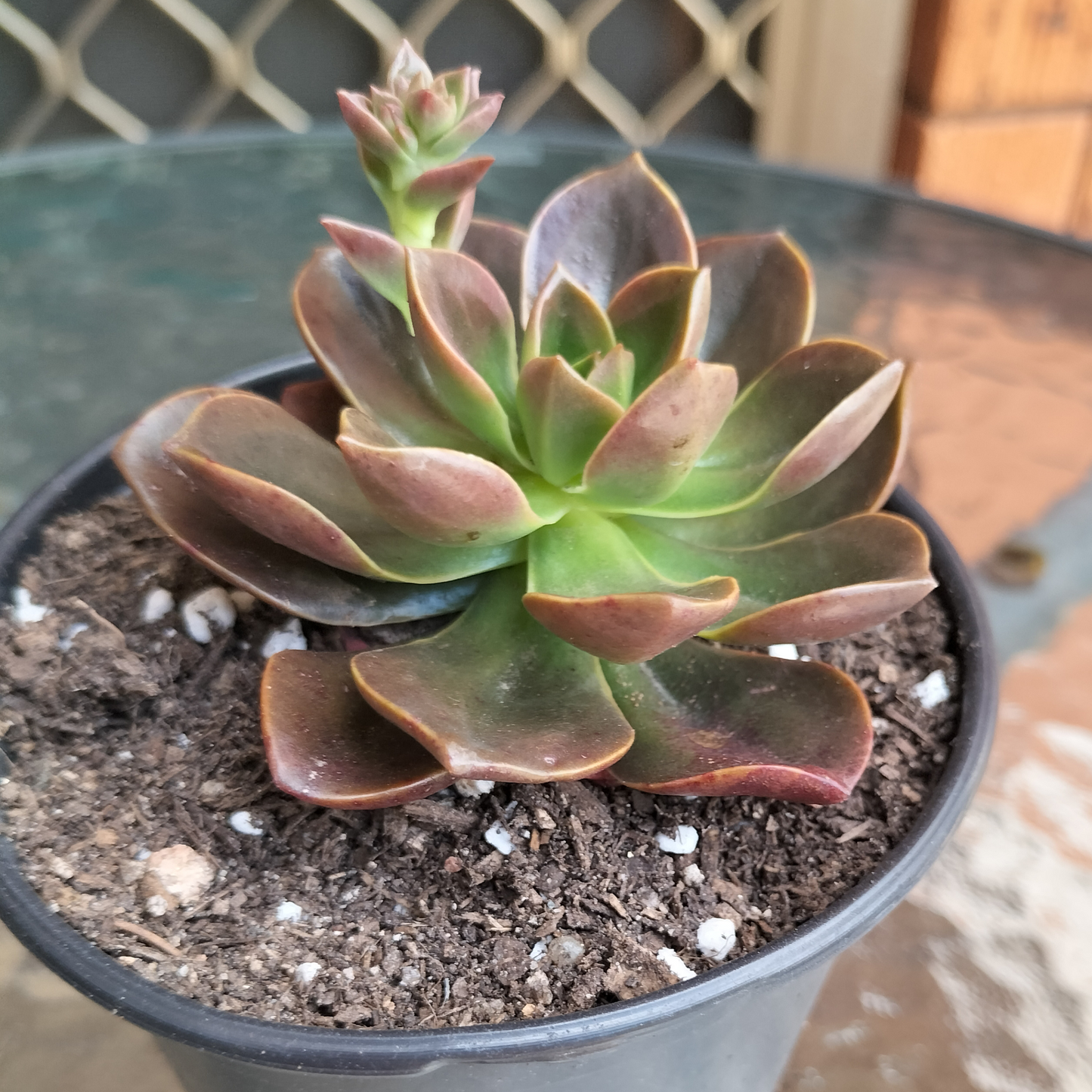 Echeveria 'Melaco'