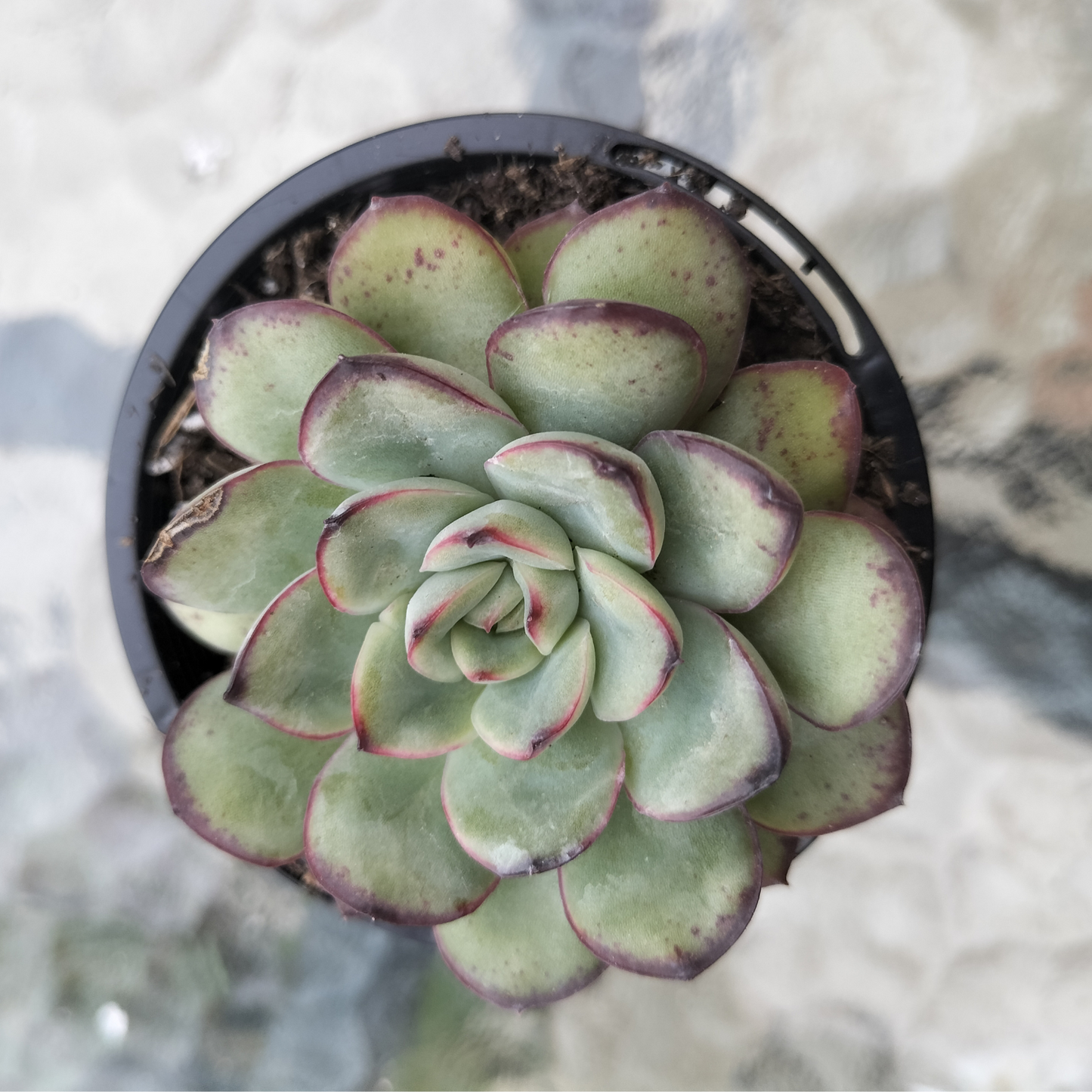 Echeveria 'Mexican Poldensis'