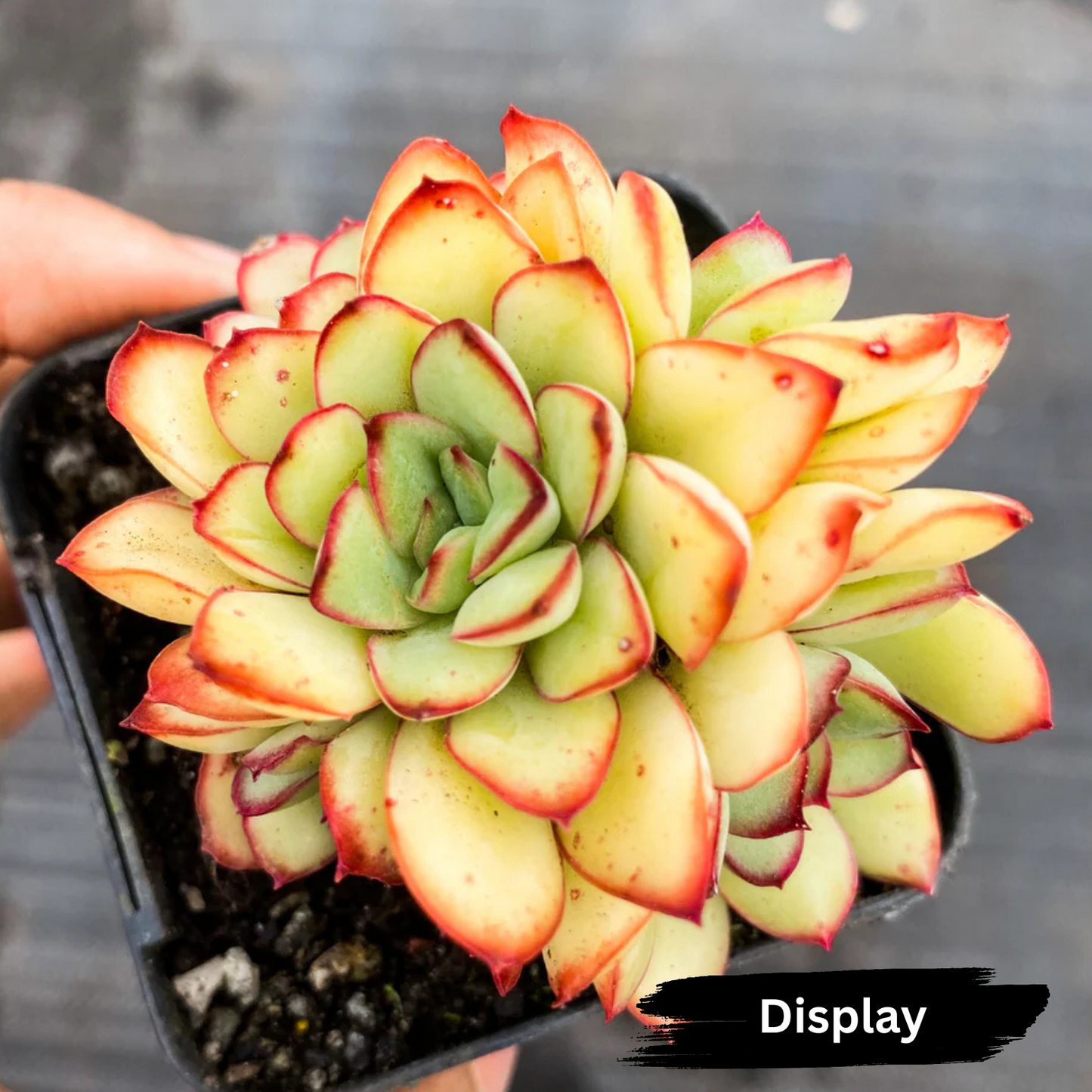 Echeveria 'Mexican Poldensis'