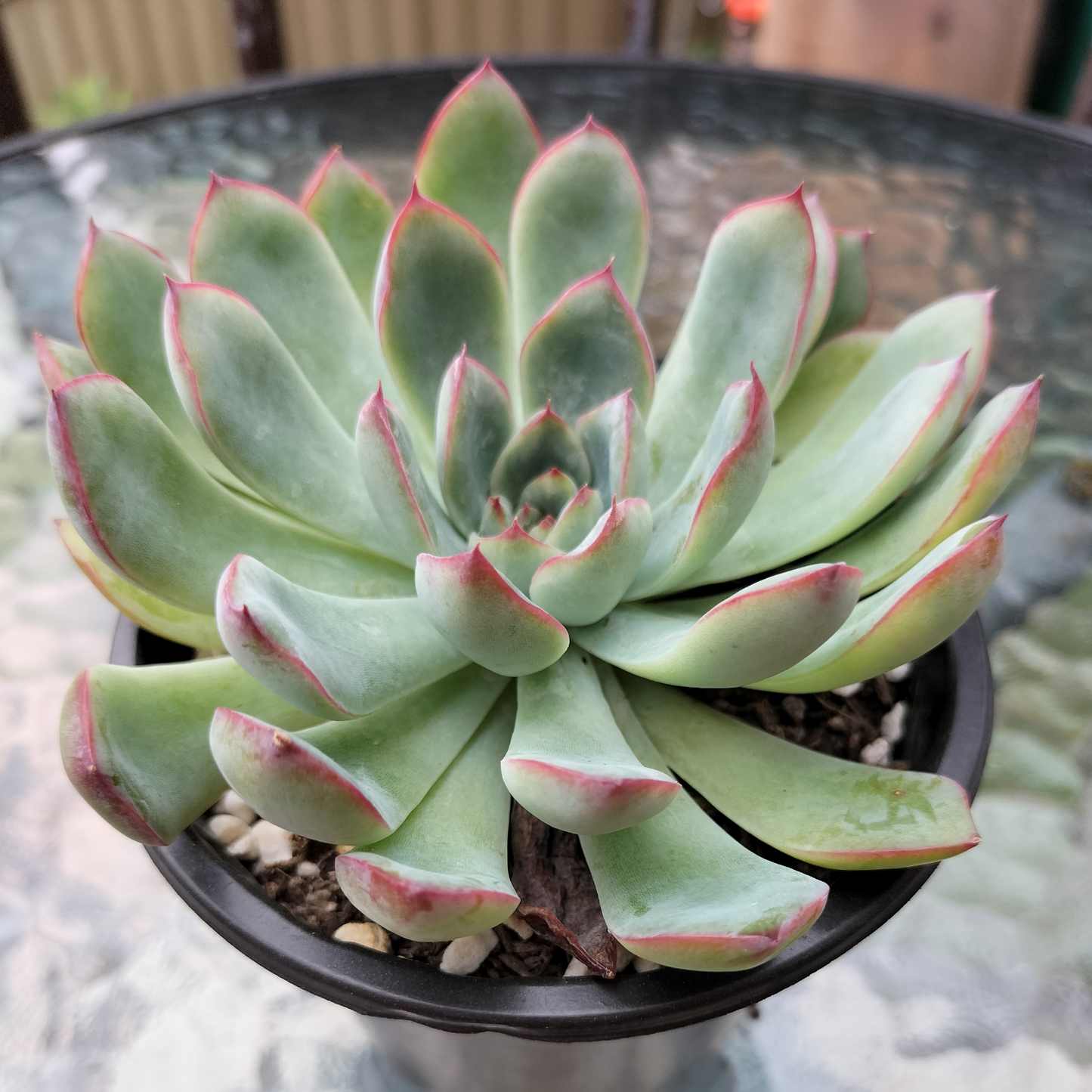 Echeveria 'Mexican's Choice'