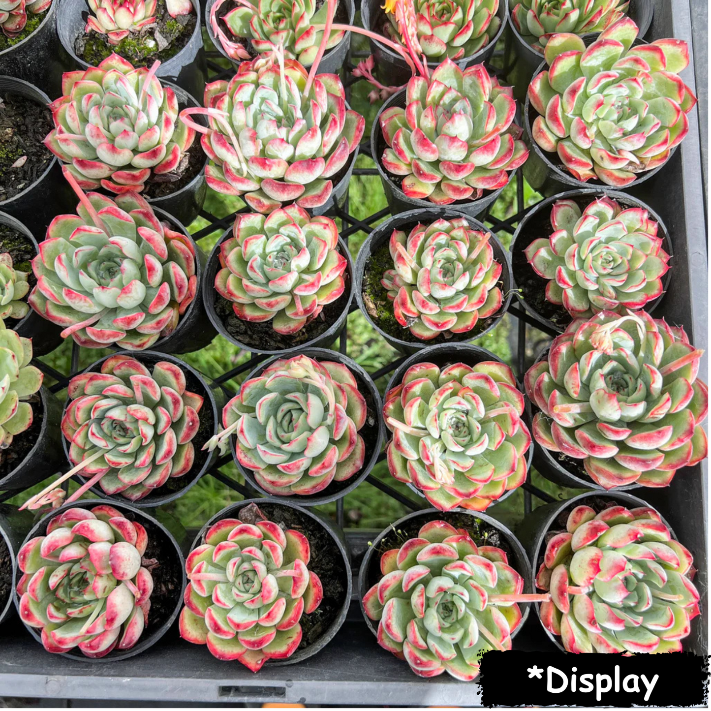 Echeveria 'Mexican's Choice'