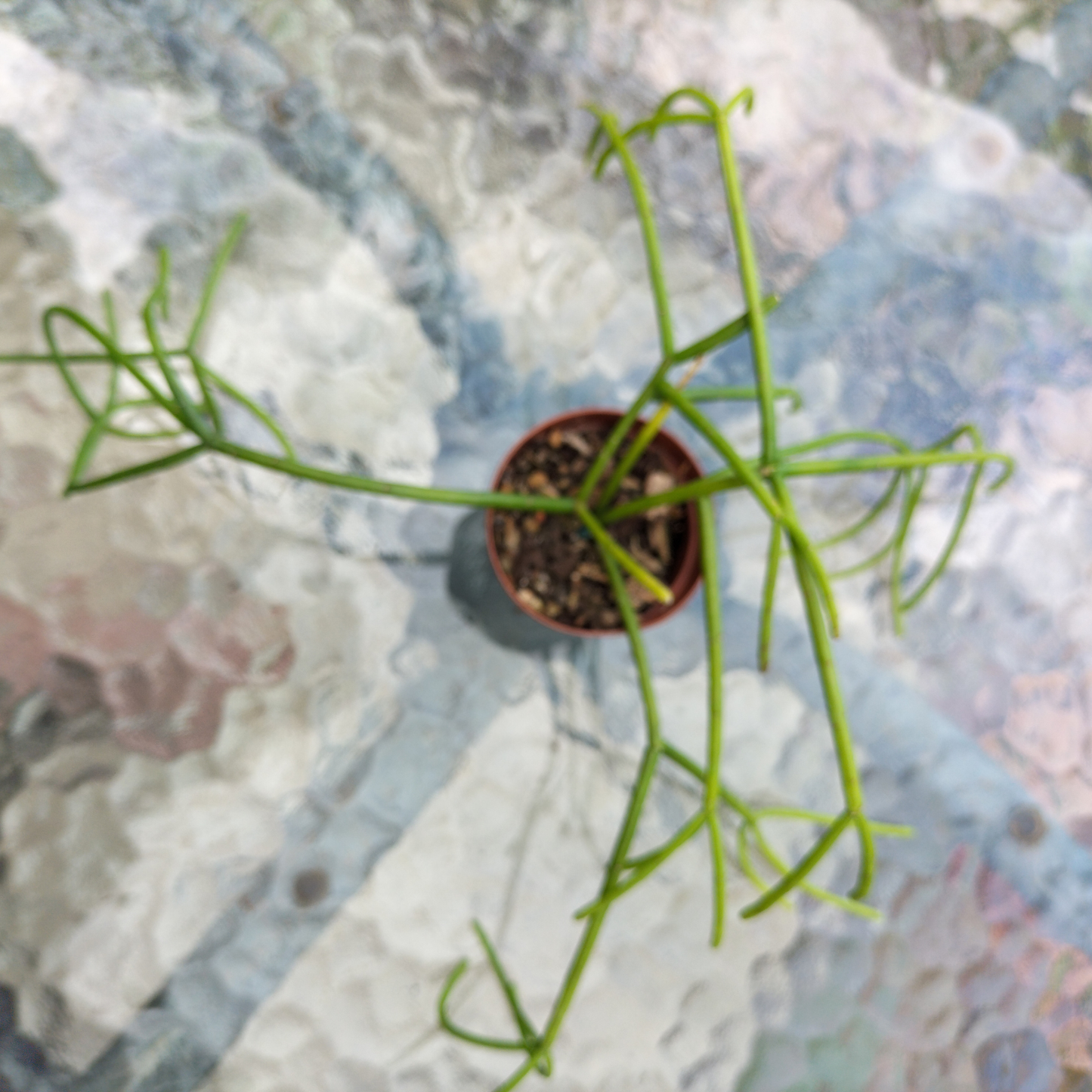 Rhipsalis baccifera (Mistletoe Cactus)