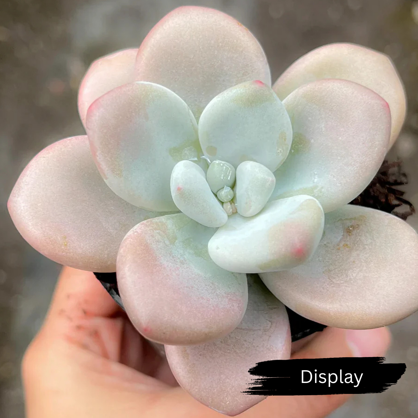 Graptosedum 'Miul'