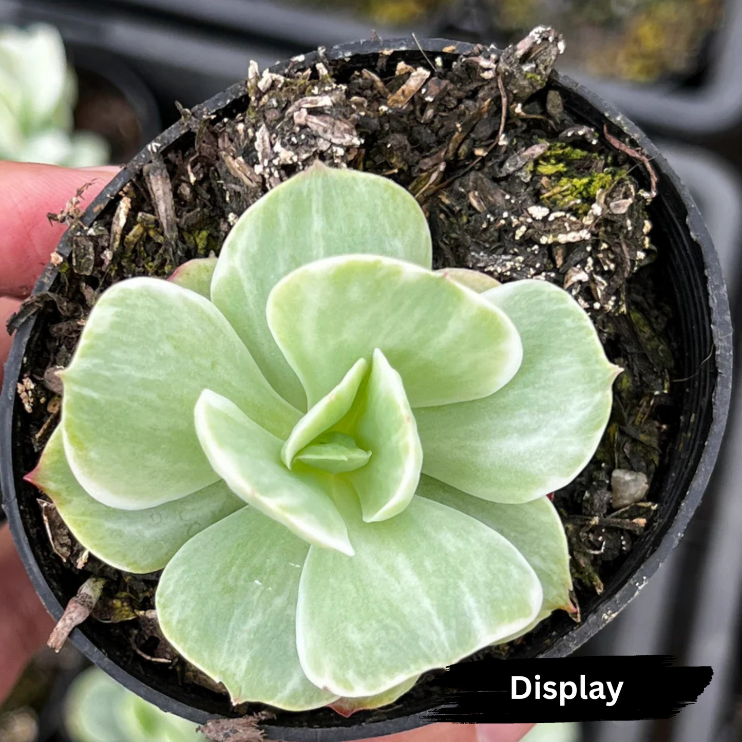 Echeveria 'Mocha' Variegated