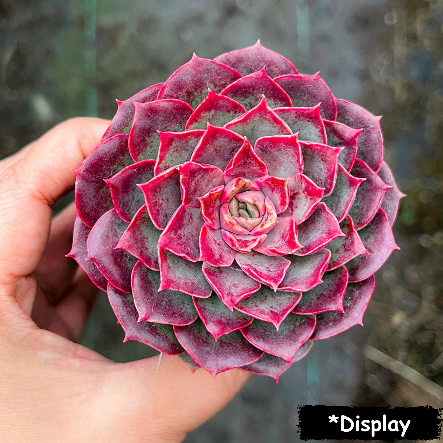 Echeveria 'Mohican'