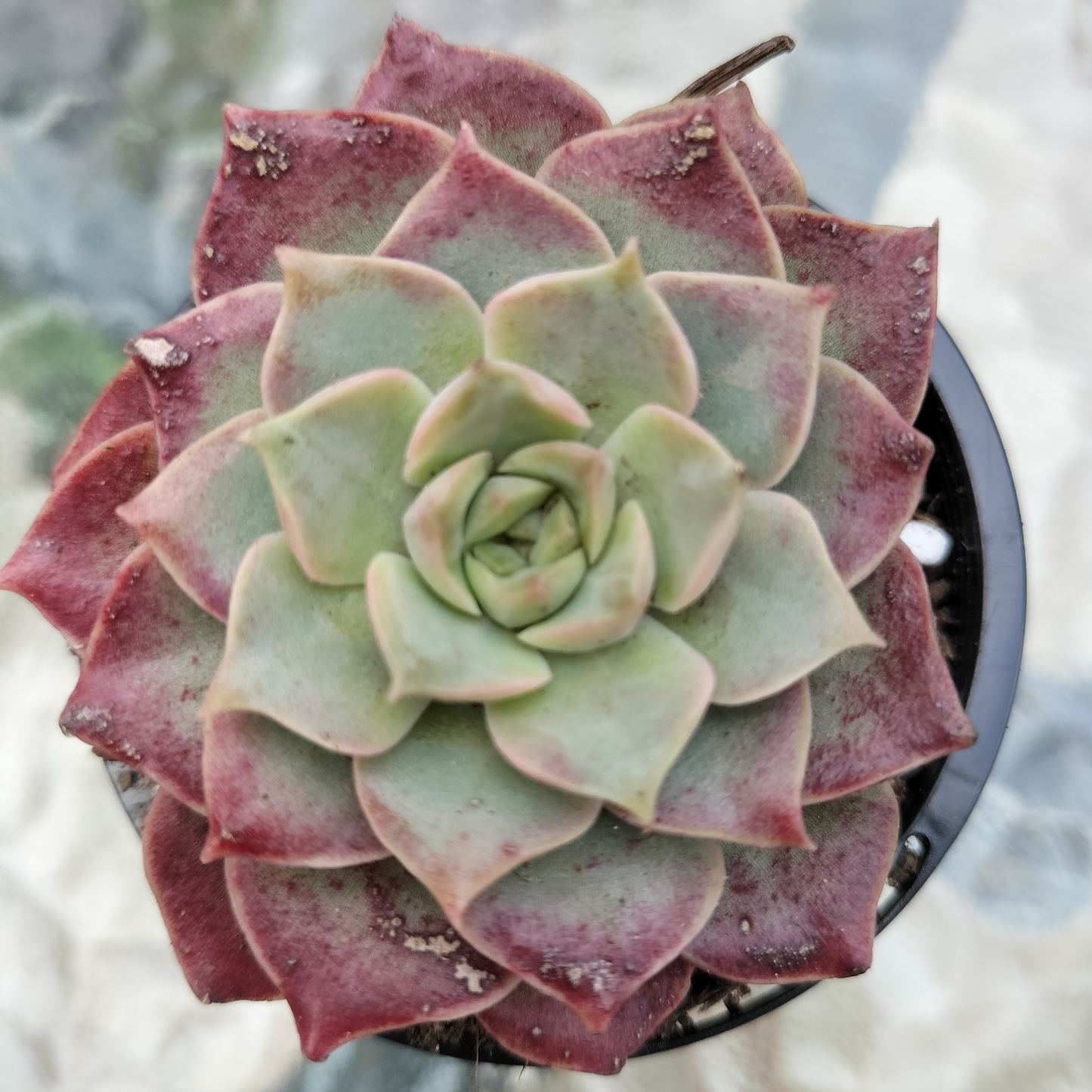 Echeveria 'Mohican'