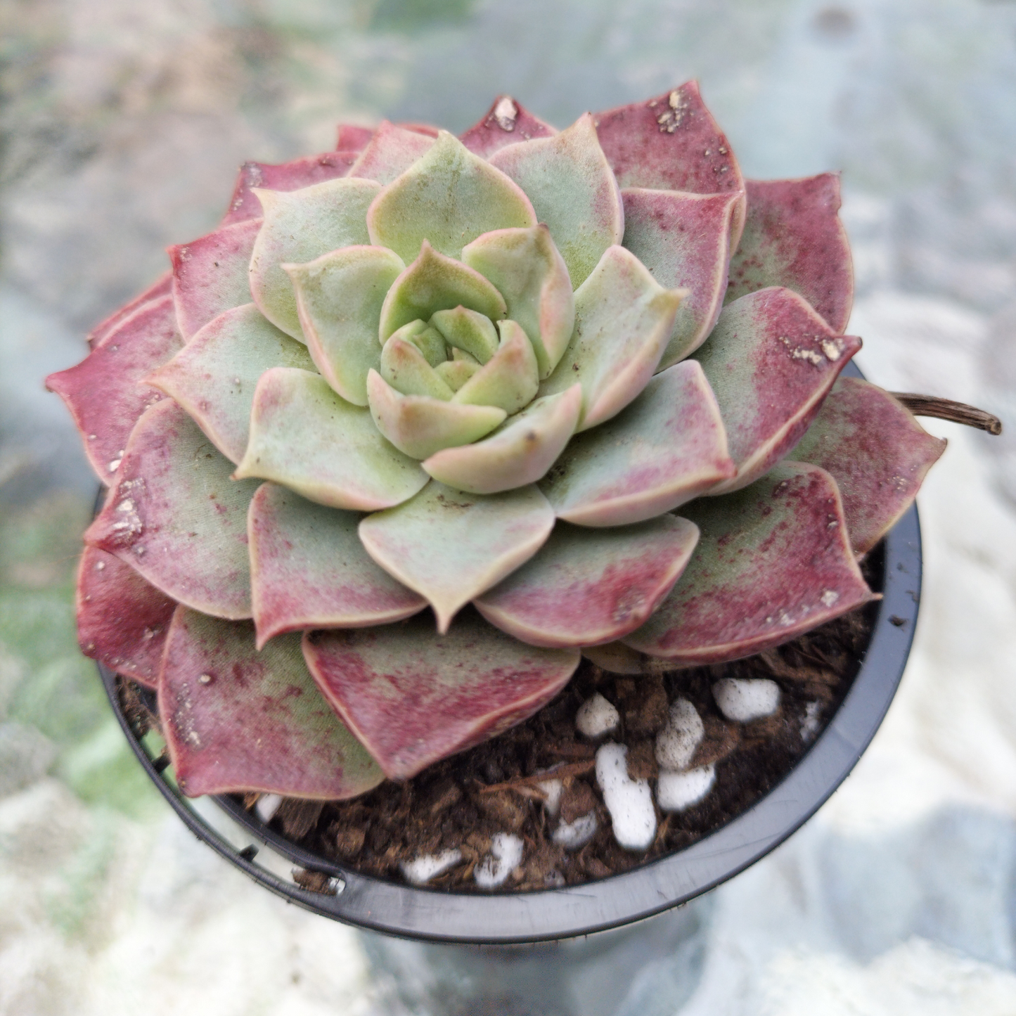 Echeveria 'Mohican'