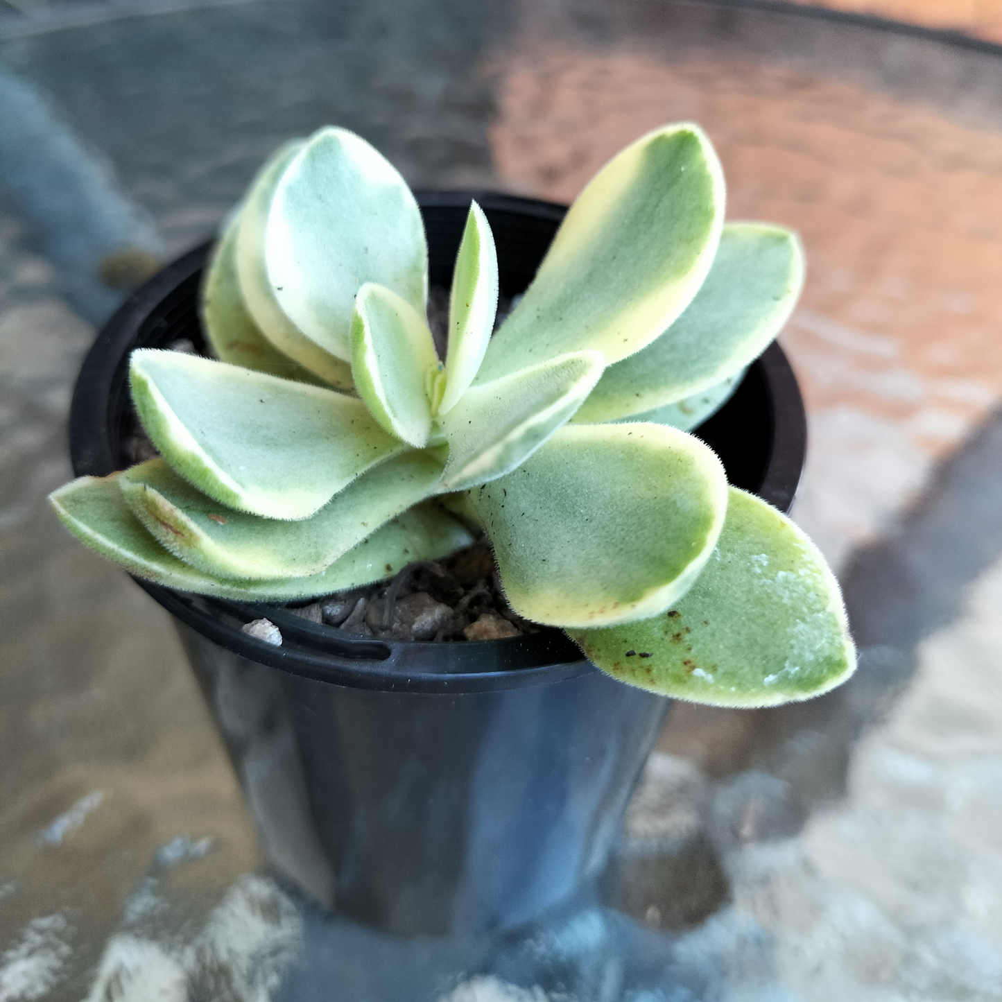 Crassula swaziensis 'Money Maker':