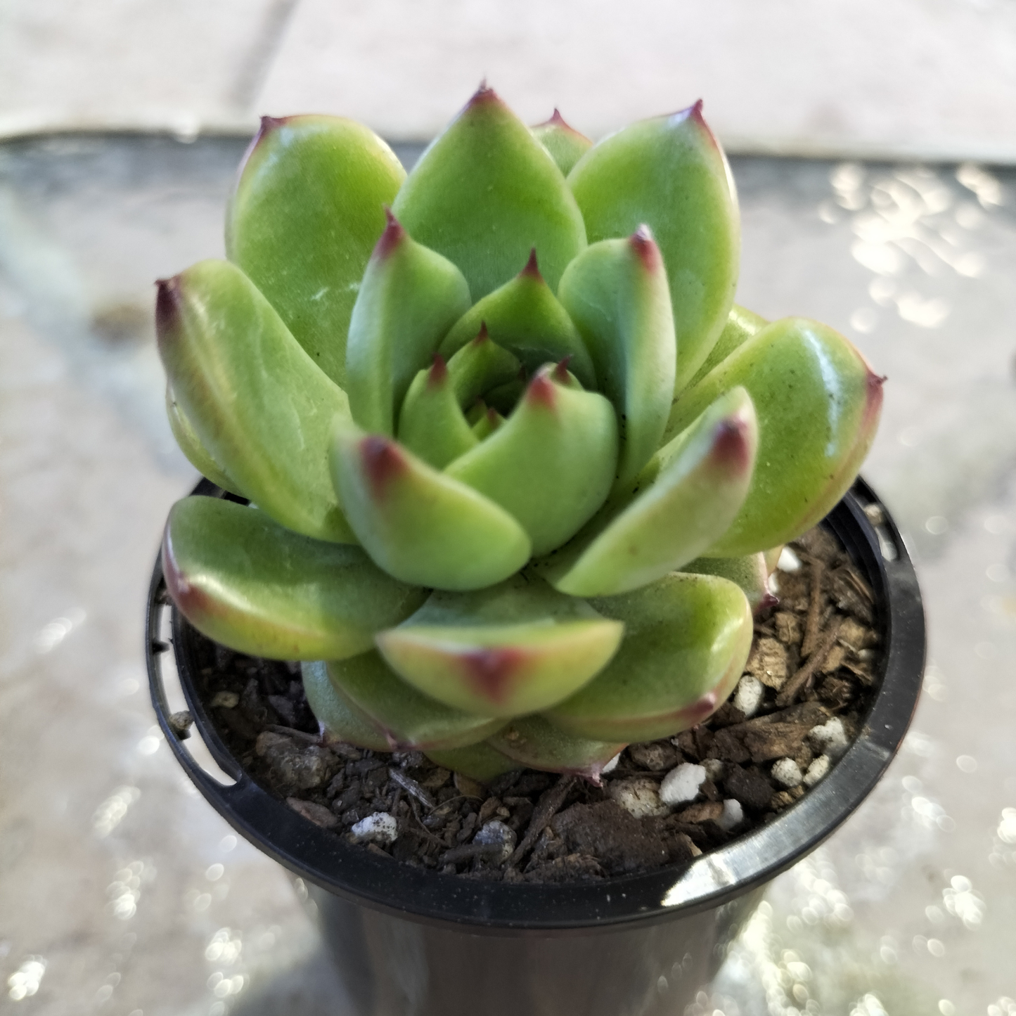 Echeveria 'Moon Stone' (Korean)