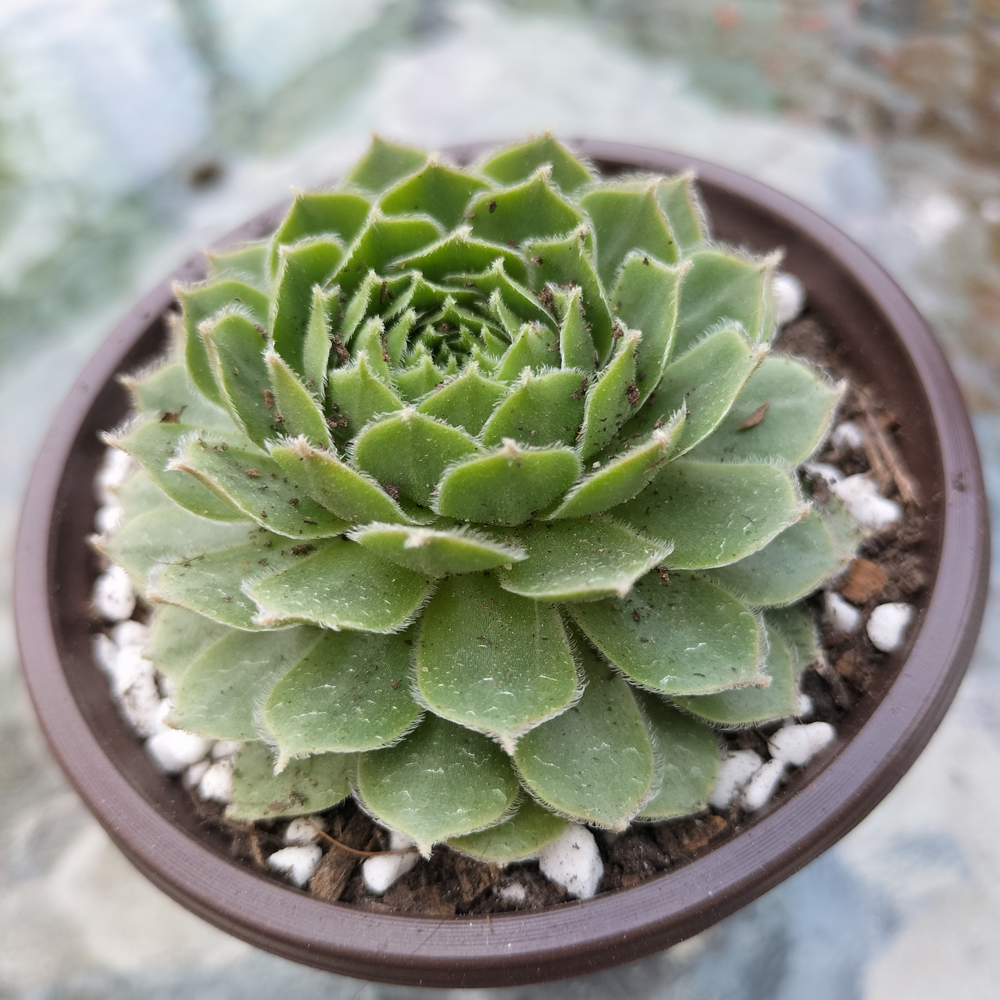Sempervivum 'More Honey'