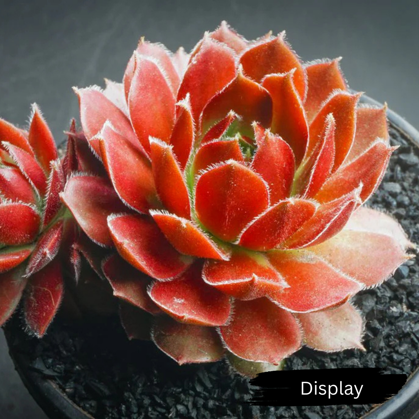 Sempervivum 'More Honey'