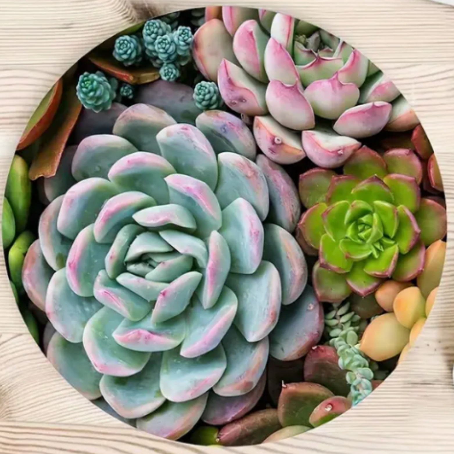 succulent mouse pad Succulent Mouse Pad – EmuPlainsSucculents