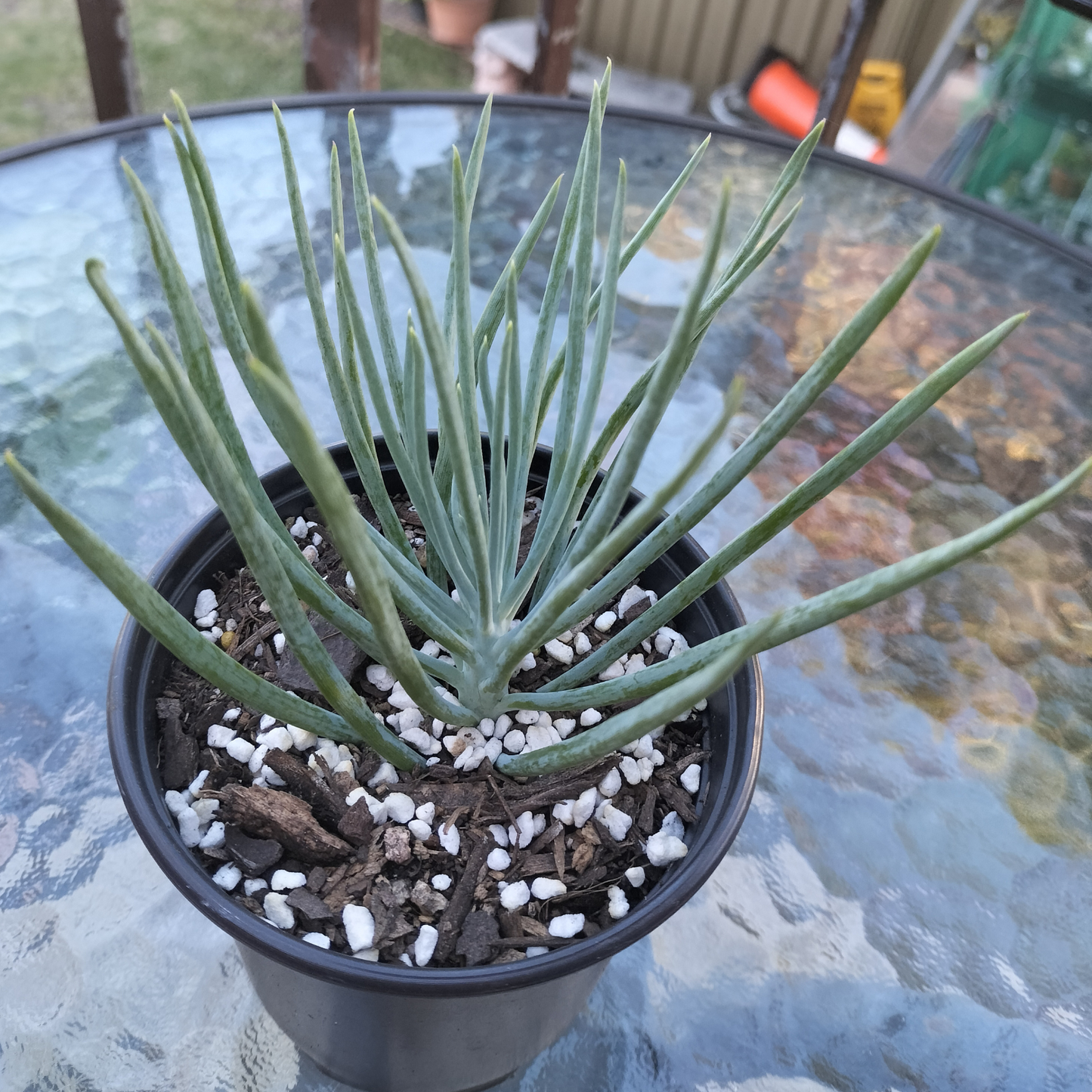 Narrow Leaf Chalk Stick (Curio talinoides)
