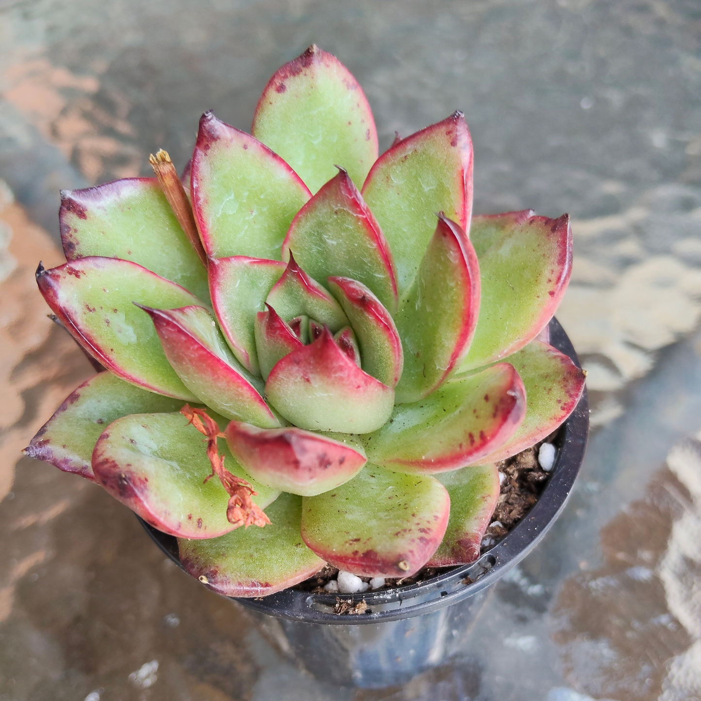 Echeveria ' New York Rose'
