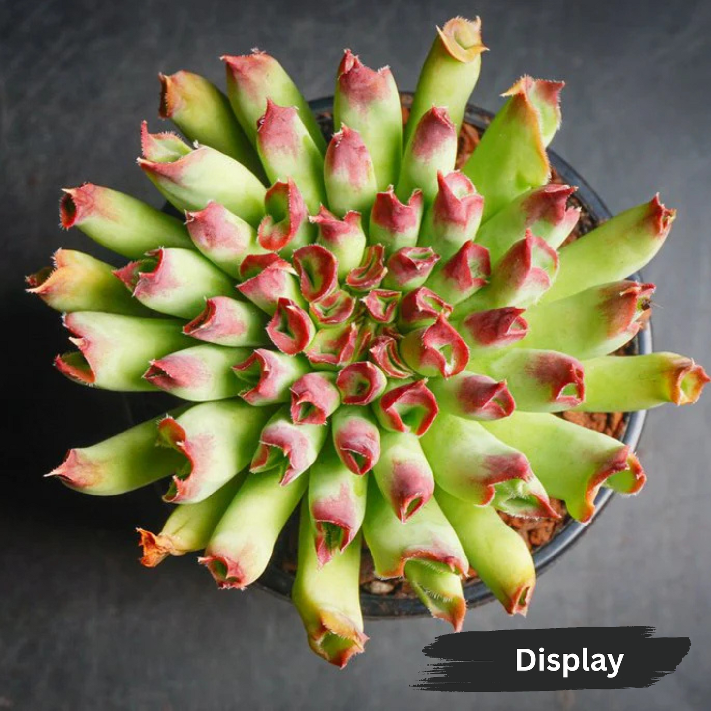 Sempervivum 'Oddity'
