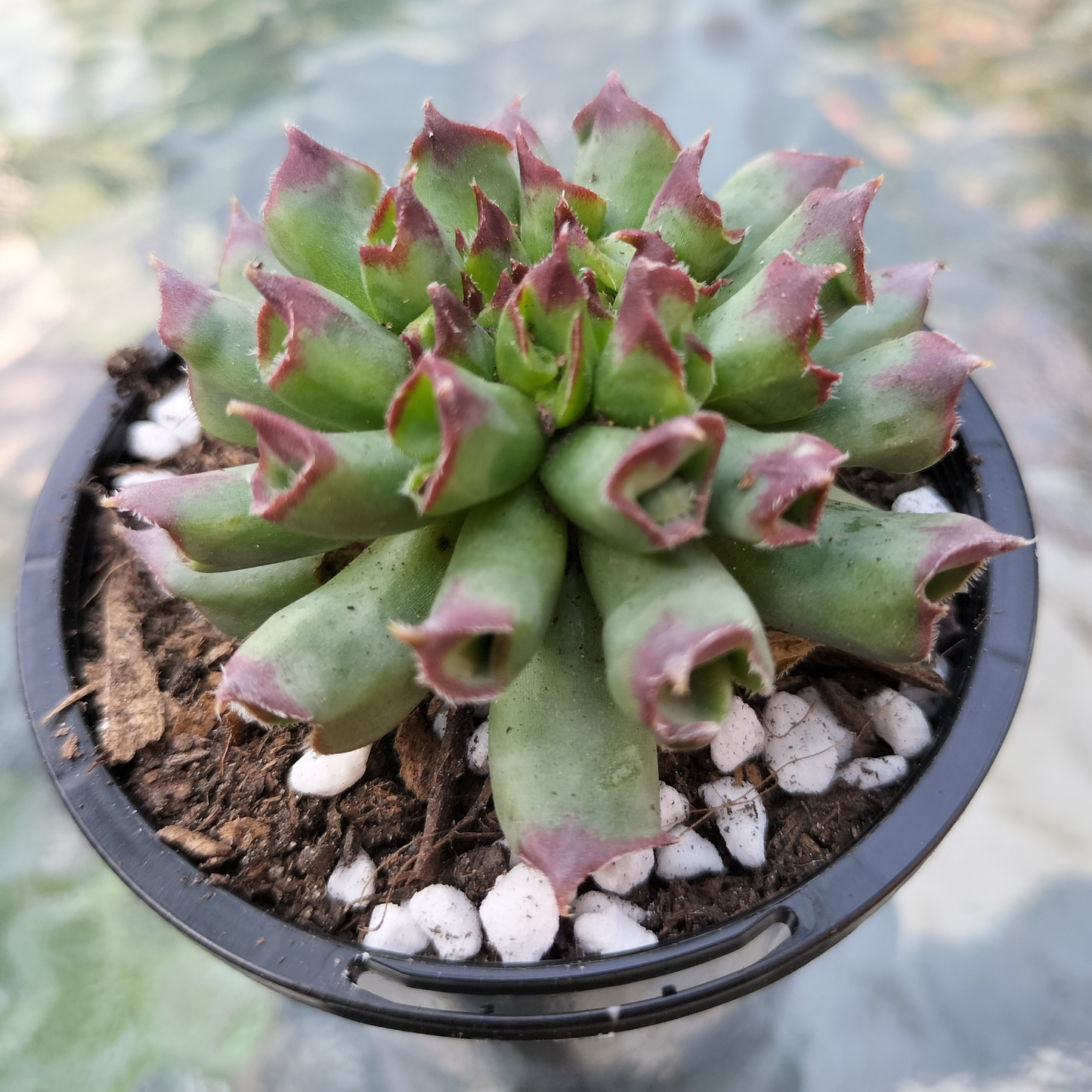 Sempervivum 'Oddity'