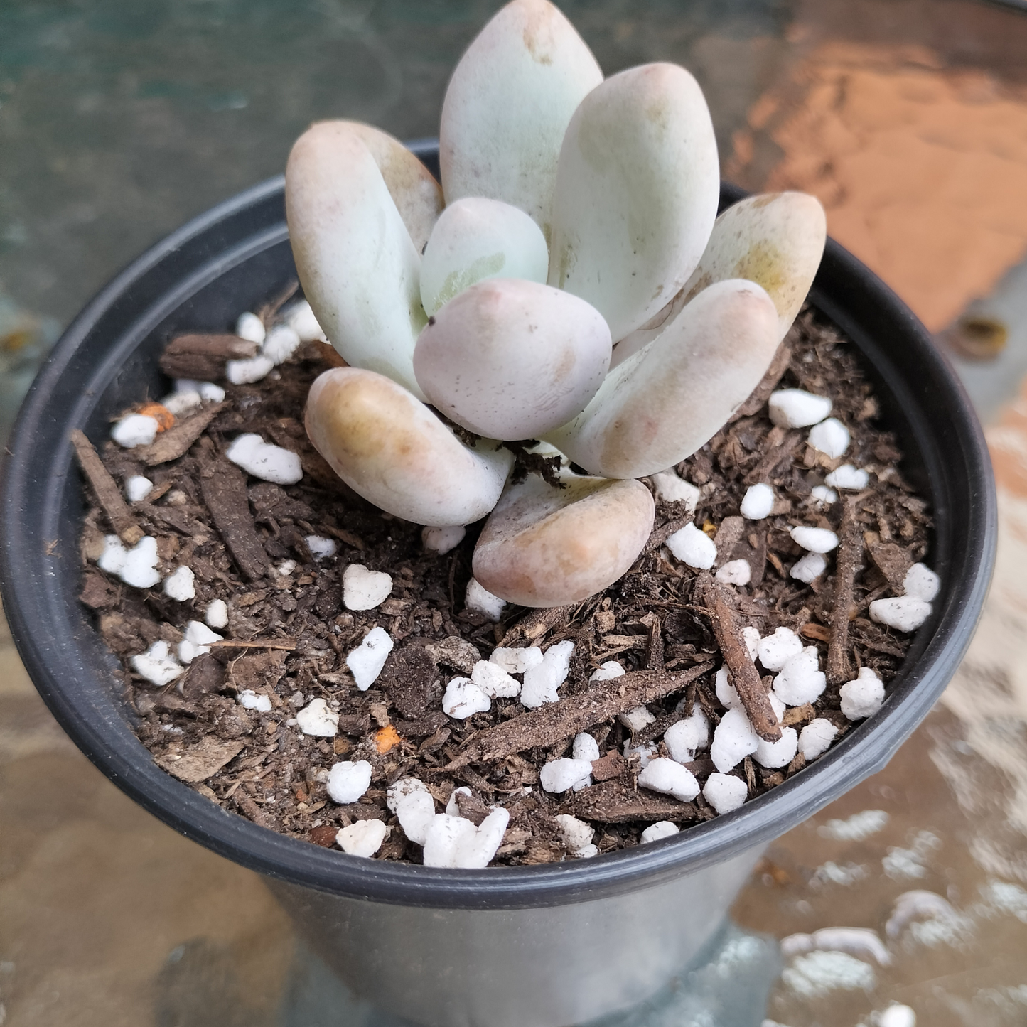 Pachyphytum 'Orange Snowball'