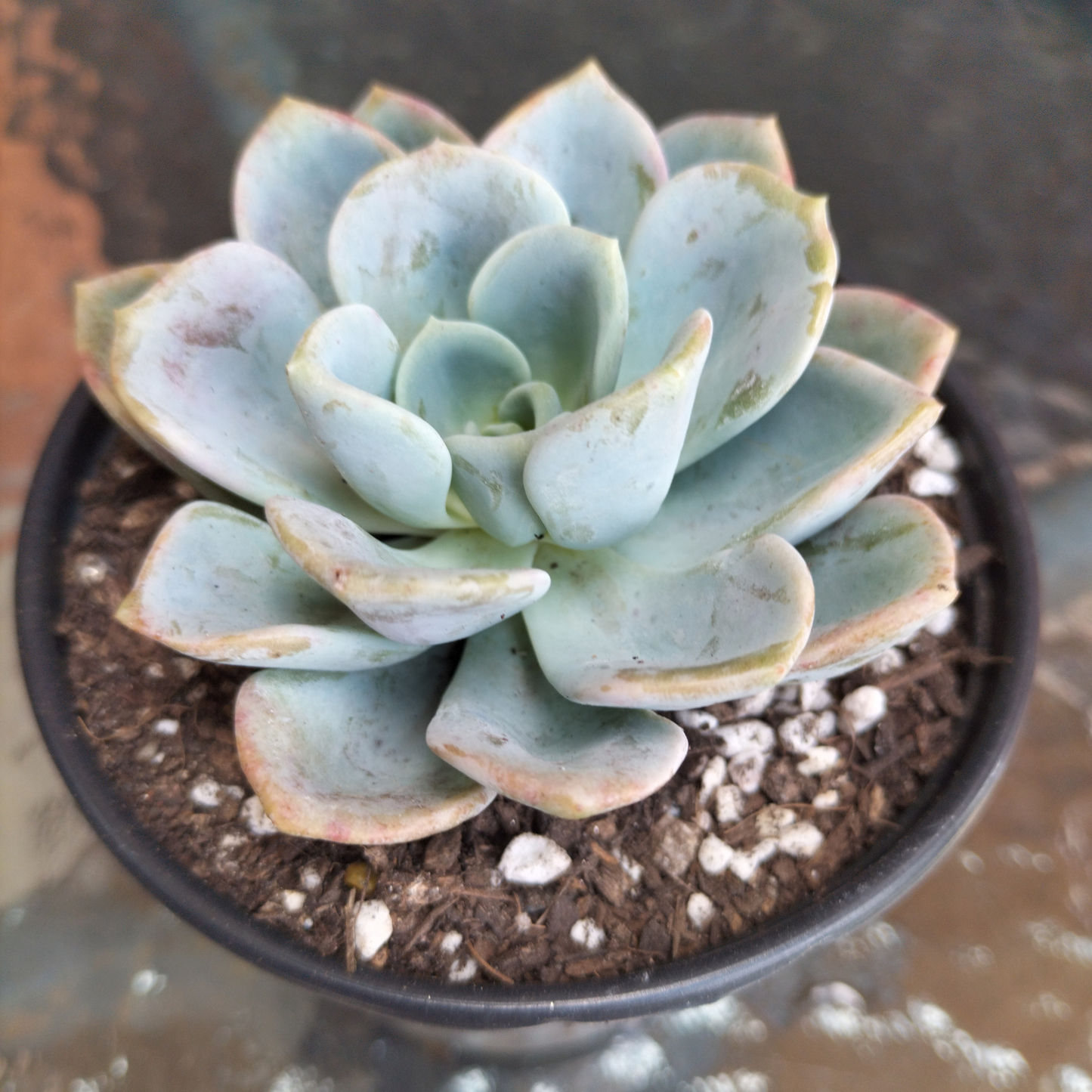 Pachyveria'Orpet'