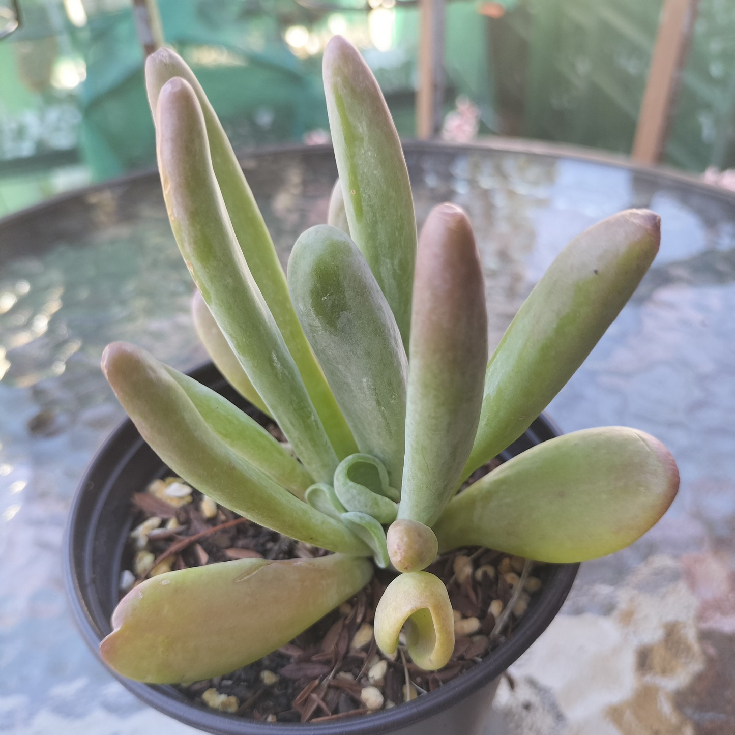 Kalanchoe oricula 'USZY FIONY' AKA Firefox