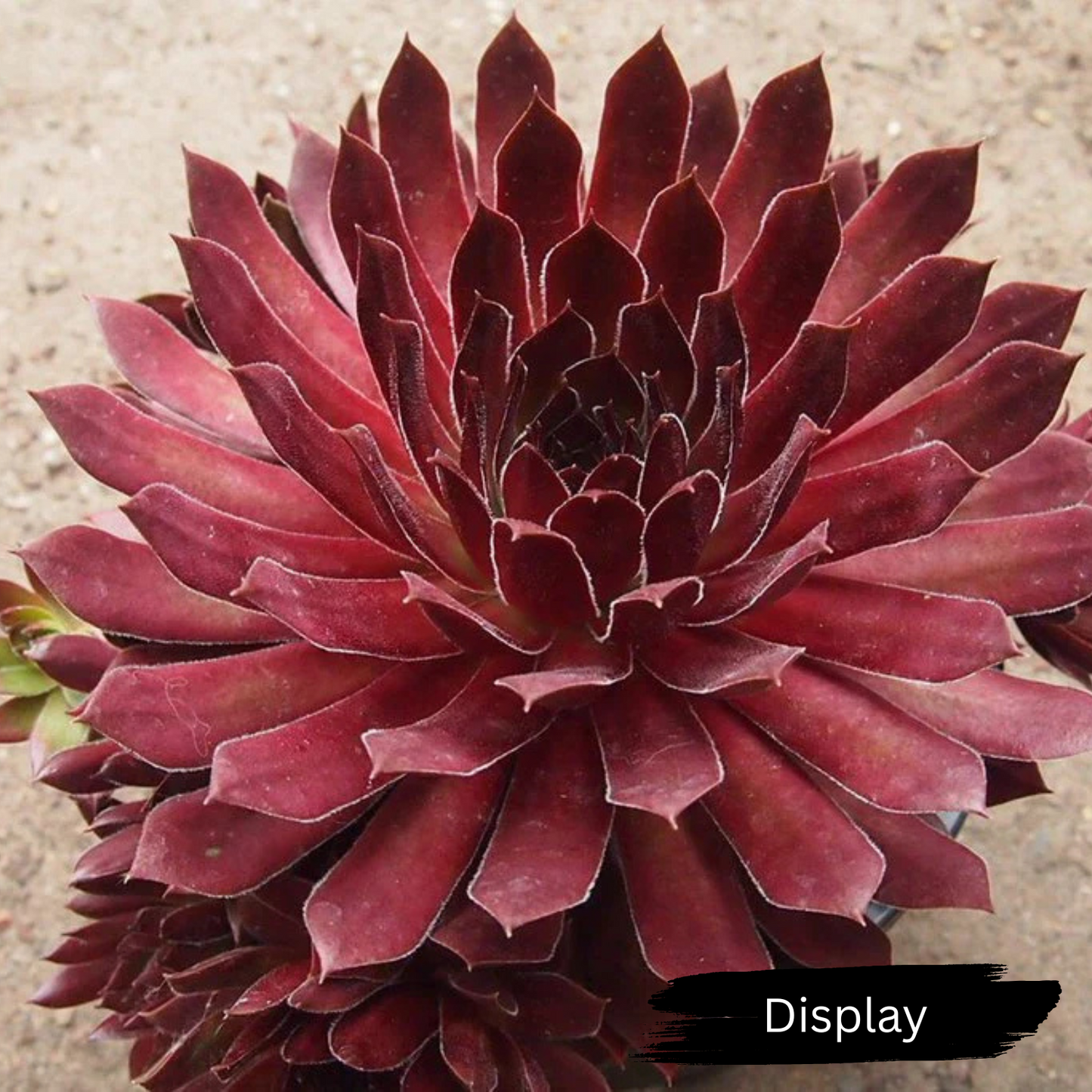Sempervivum 'Pacific Red Rose'
