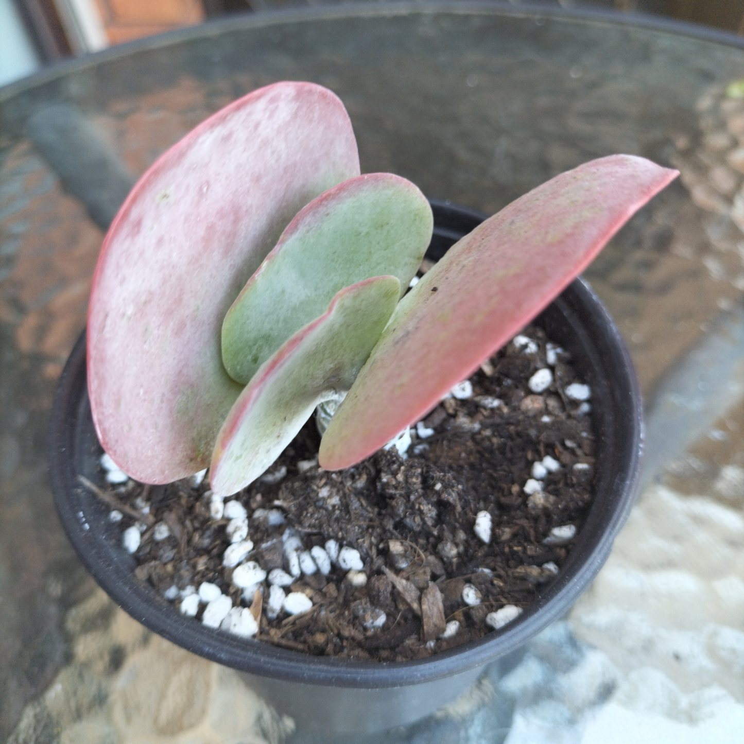 Kalanchoe luciae (Paddle plant/Flap jacks)
