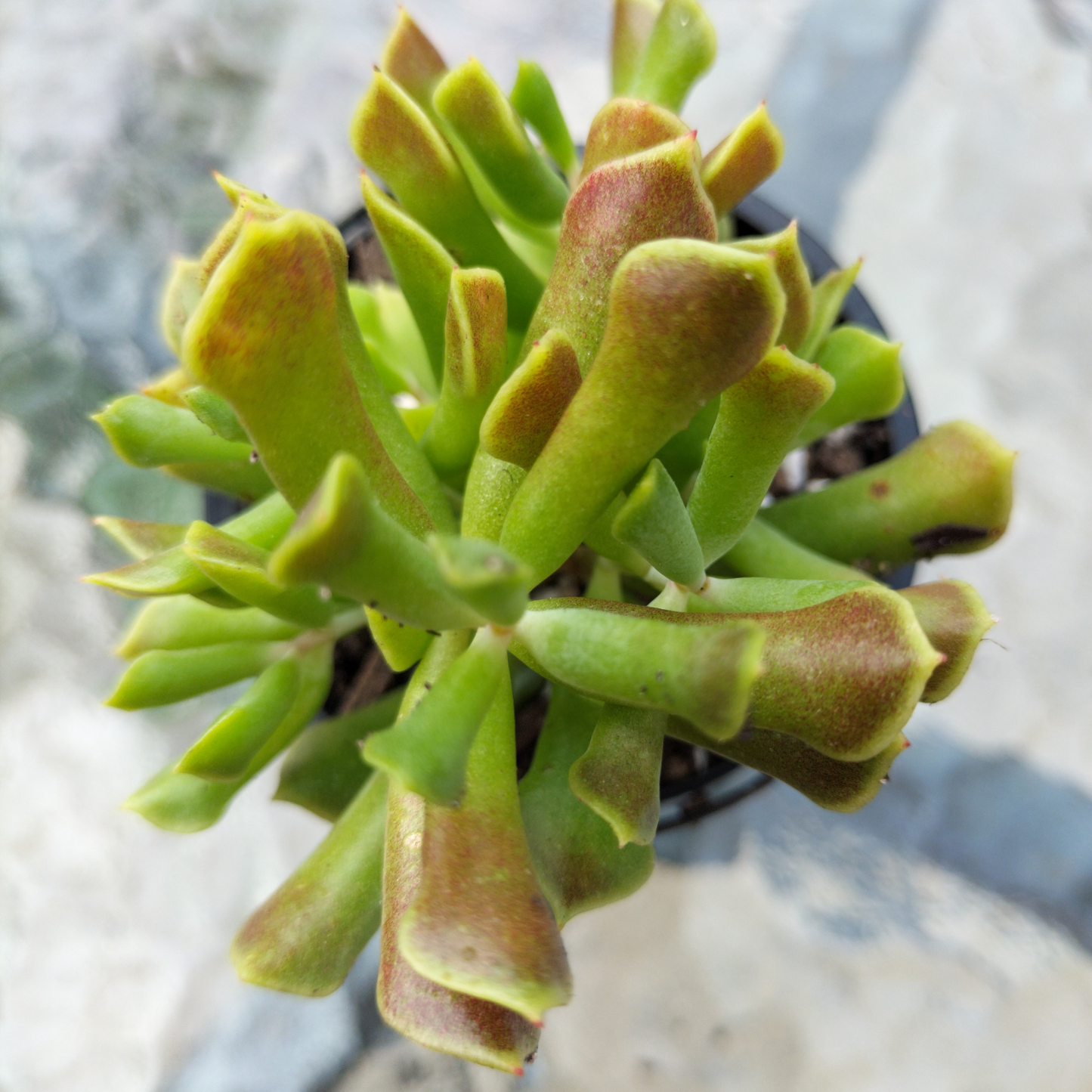 Cotyledon 'papillaris' - String Form