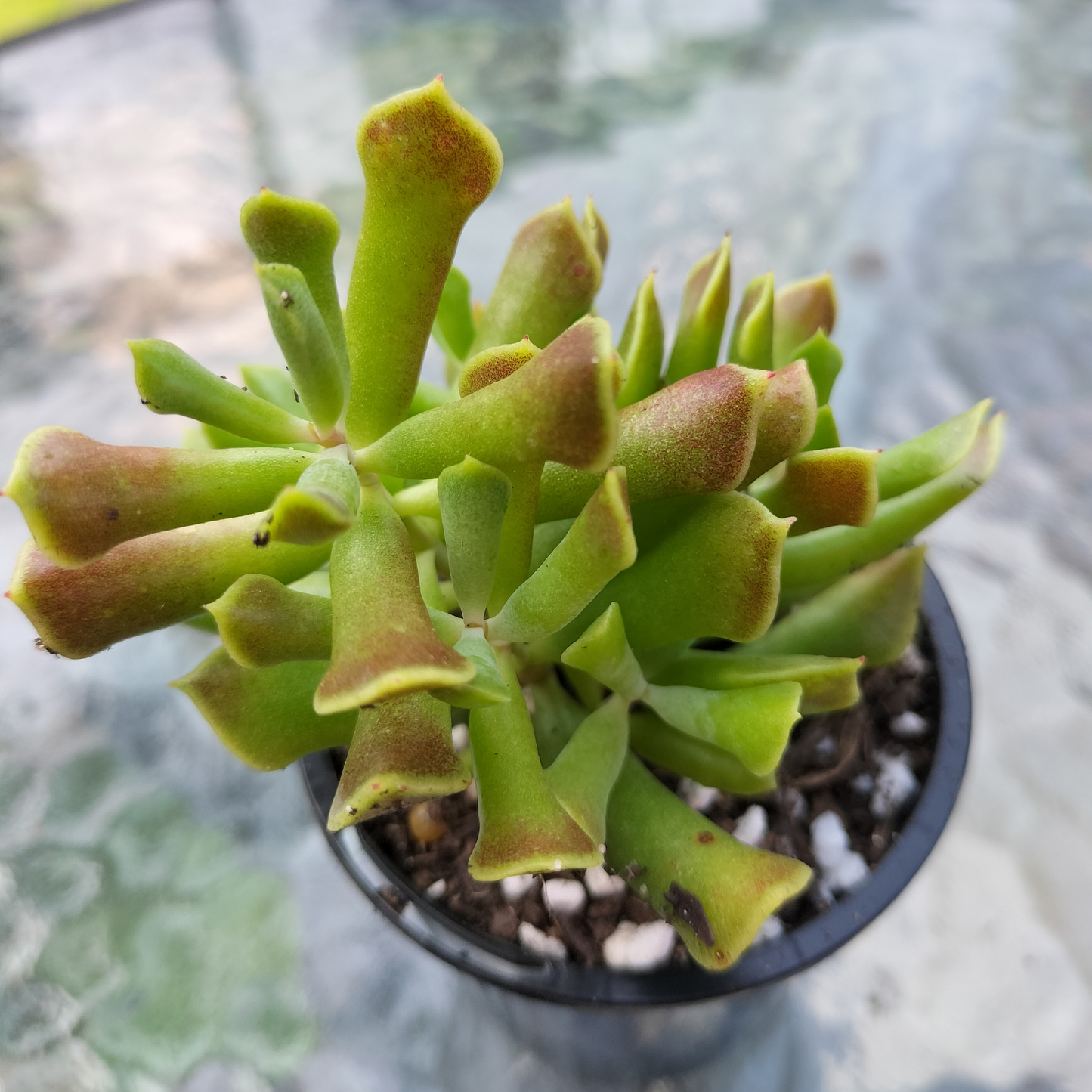 Cotyledon 'papillaris' - String Form