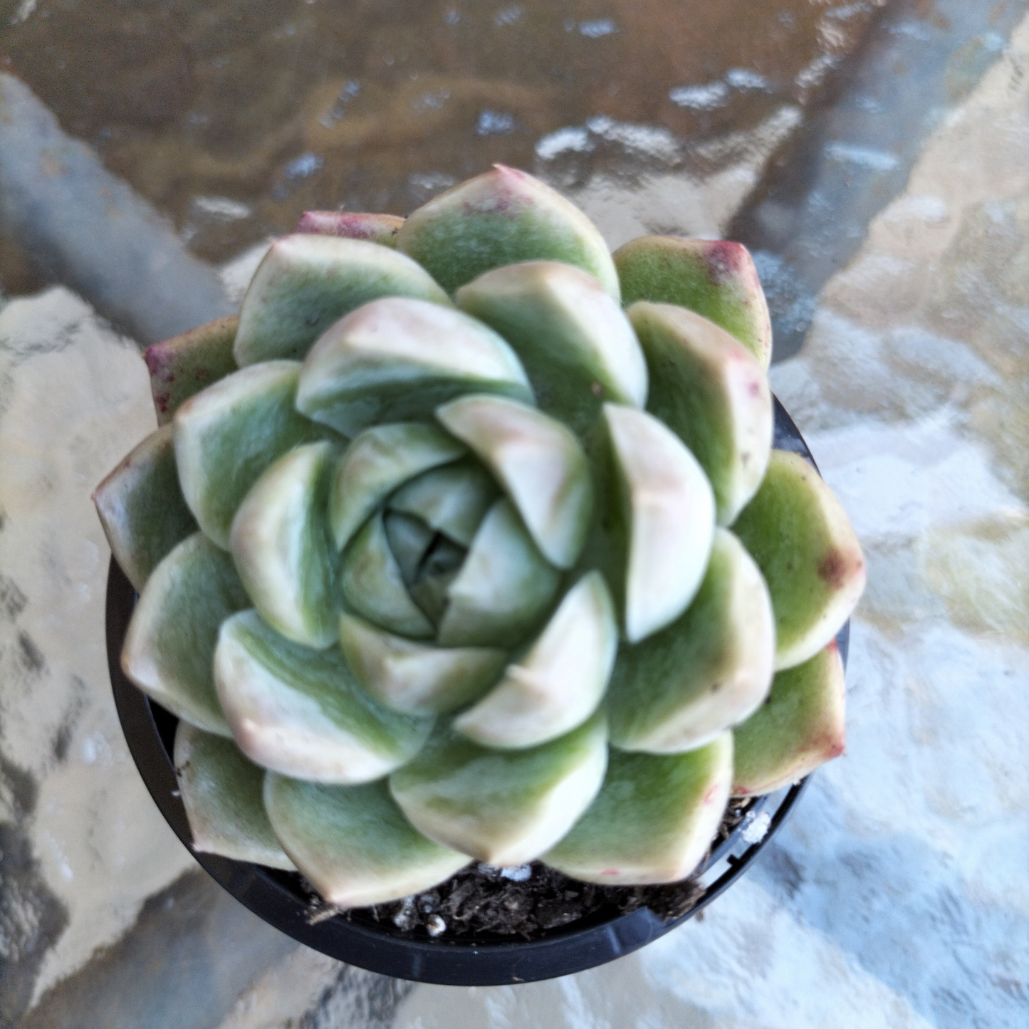 Echeveria 'Peach Queen'