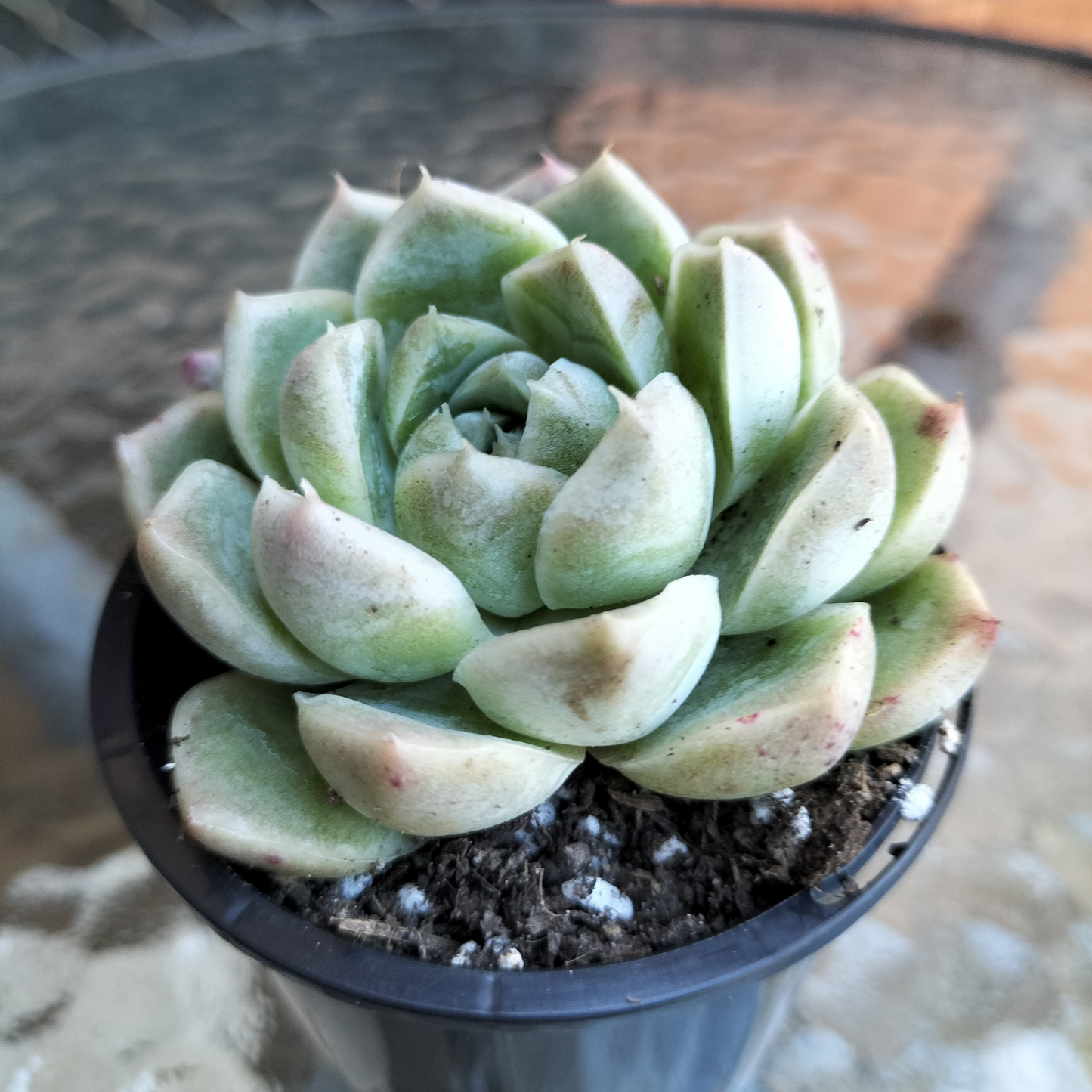 Echeveria 'Peach Queen'